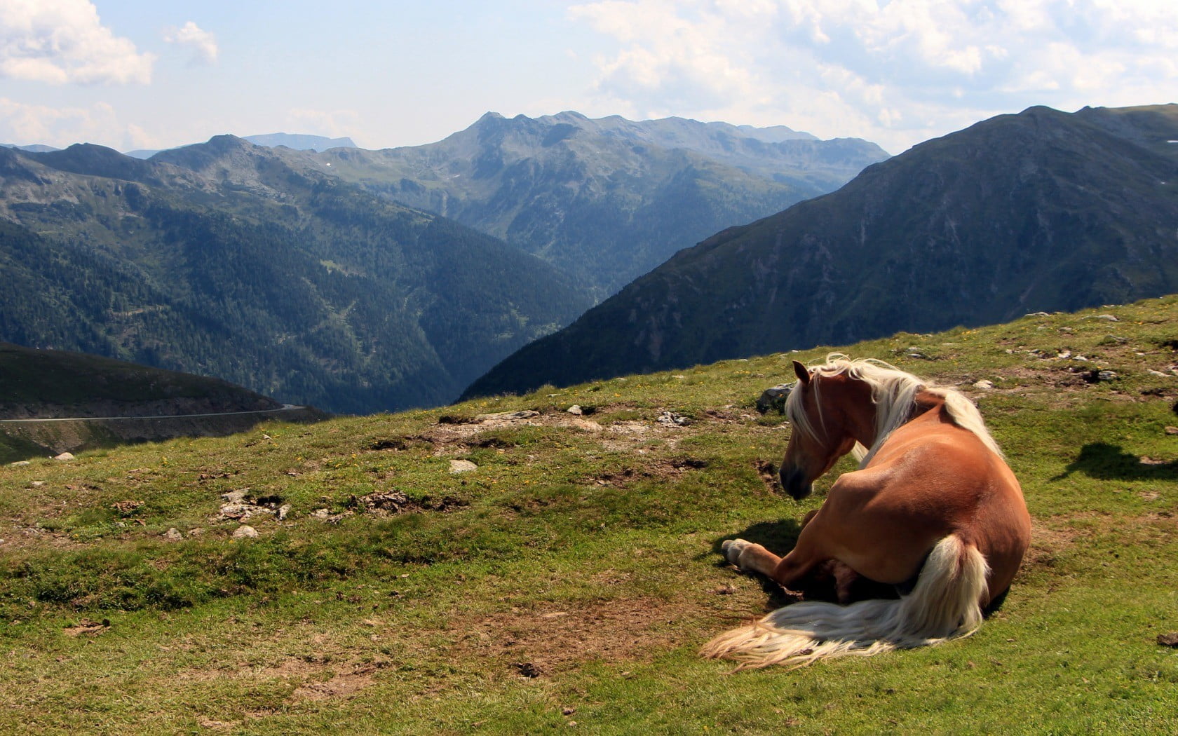 dog, nature, mountain, coated, plant, domestic animals, animals, mountain range, 720P, grass, brown, mammal, animal themes, outdoors, beauty in nature, HD Wallpaper