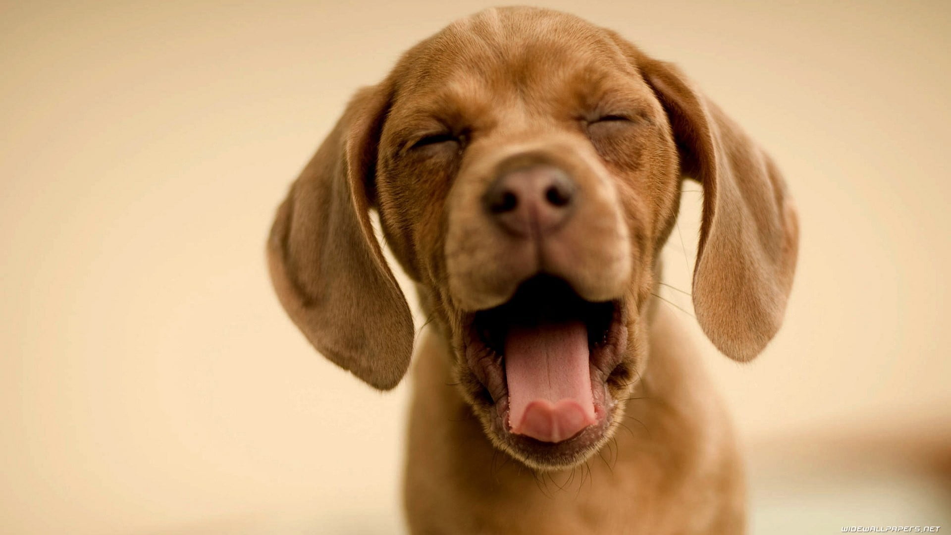 dog, animal mouth, animal body part, domestic animals, close-up, short, 1080P, mouth, one animal, brown, animal head, weimaraner, animal tongue, canine, HD Wallpaper