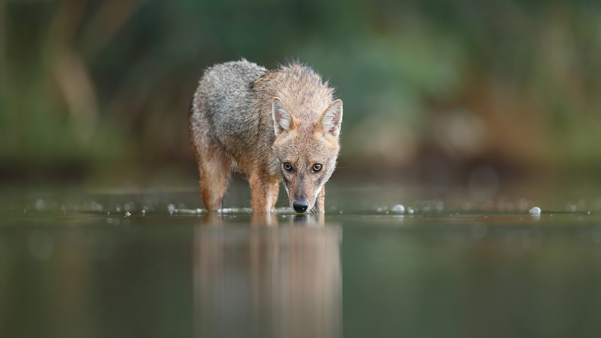one animal, dog, waterfront, drink, animals, coated, short, animal themes, animals in the wild, drinking, animal, no people, water, selective focus, lake, HD Wallpaper