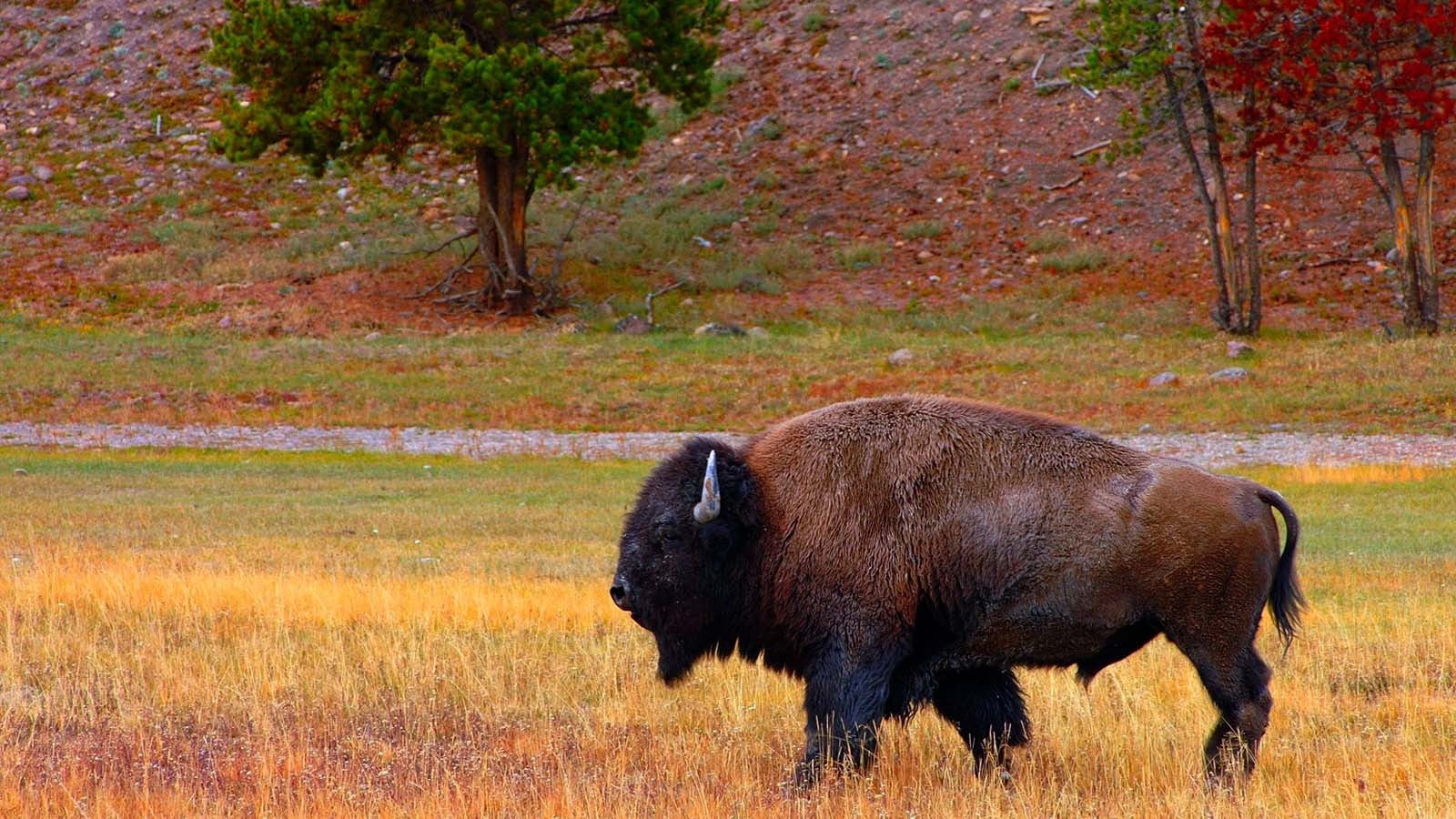 land, short, vertebrate, agriculture, buffalo, animals, domestic animals, one animal, brown, grass, day, black, outdoors, animal wildlife, livestock, tree, HD Wallpaper