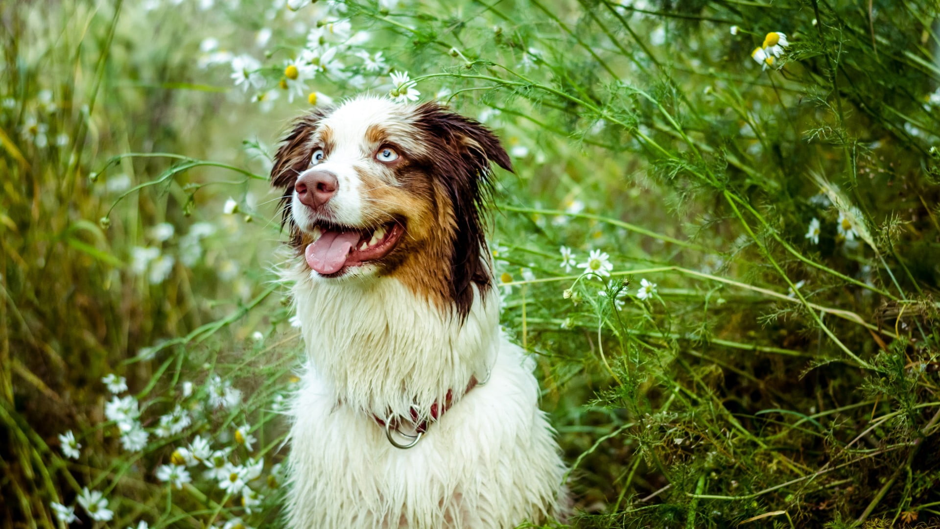 animal, pets, looking away, green color, domestic animals, no people, tree, short, brown, focus on foreground, coated, canine, dog, one animal, grass, mammal, HD Wallpaper