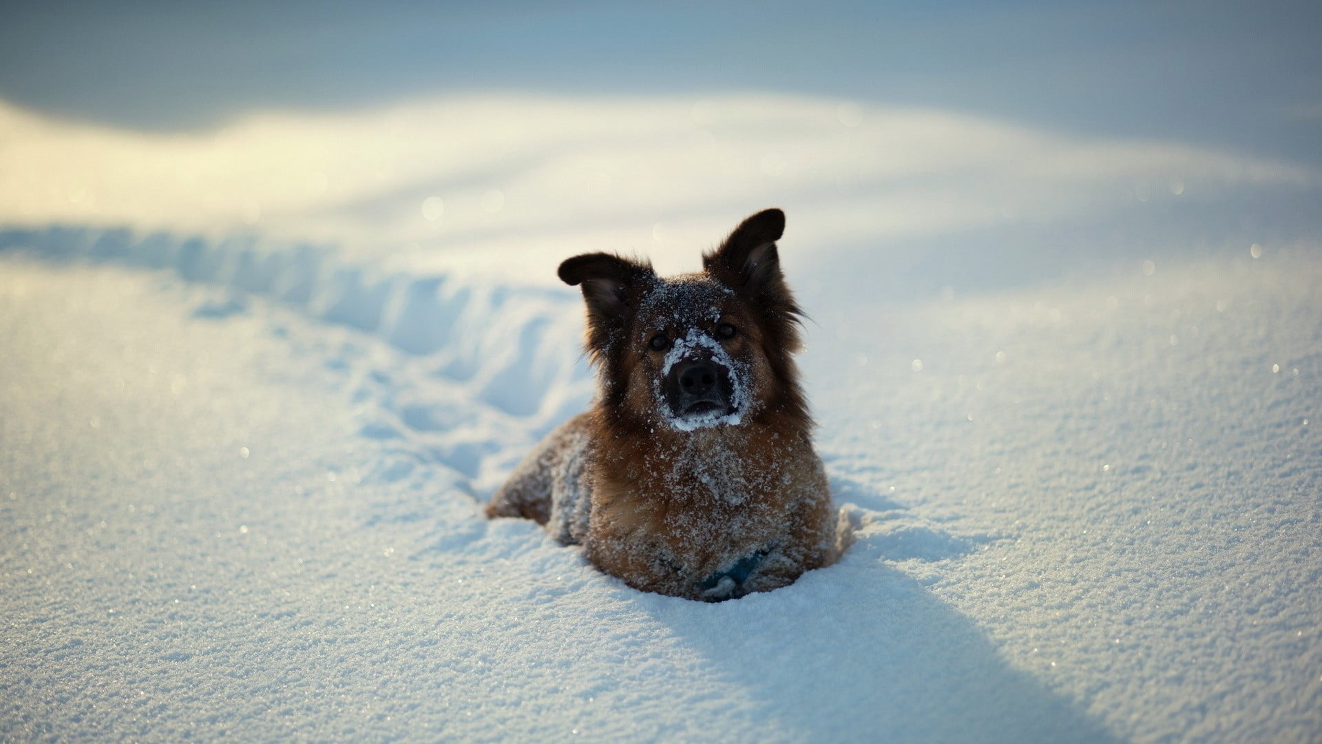 coated, cold temperature, lying, animal, fun, snow, young Animal, cold - Temperature, nature, friendship, brown, mammal, 1080P, photography, closeup, puppy, HD Wallpaper