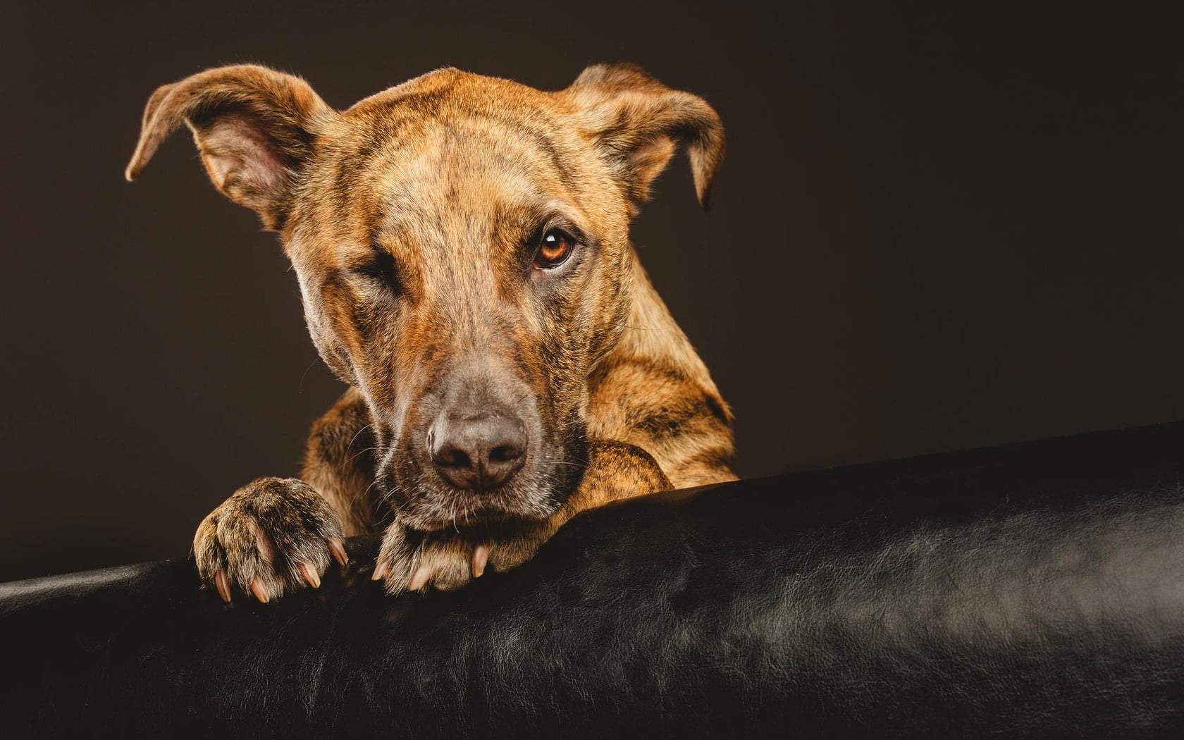 dog, animals, 720P, mammal, domestic animals, coated, domestic, tan, no people, portrait, one animal, looking at camera, leather, short, lying down, pets, HD Wallpaper