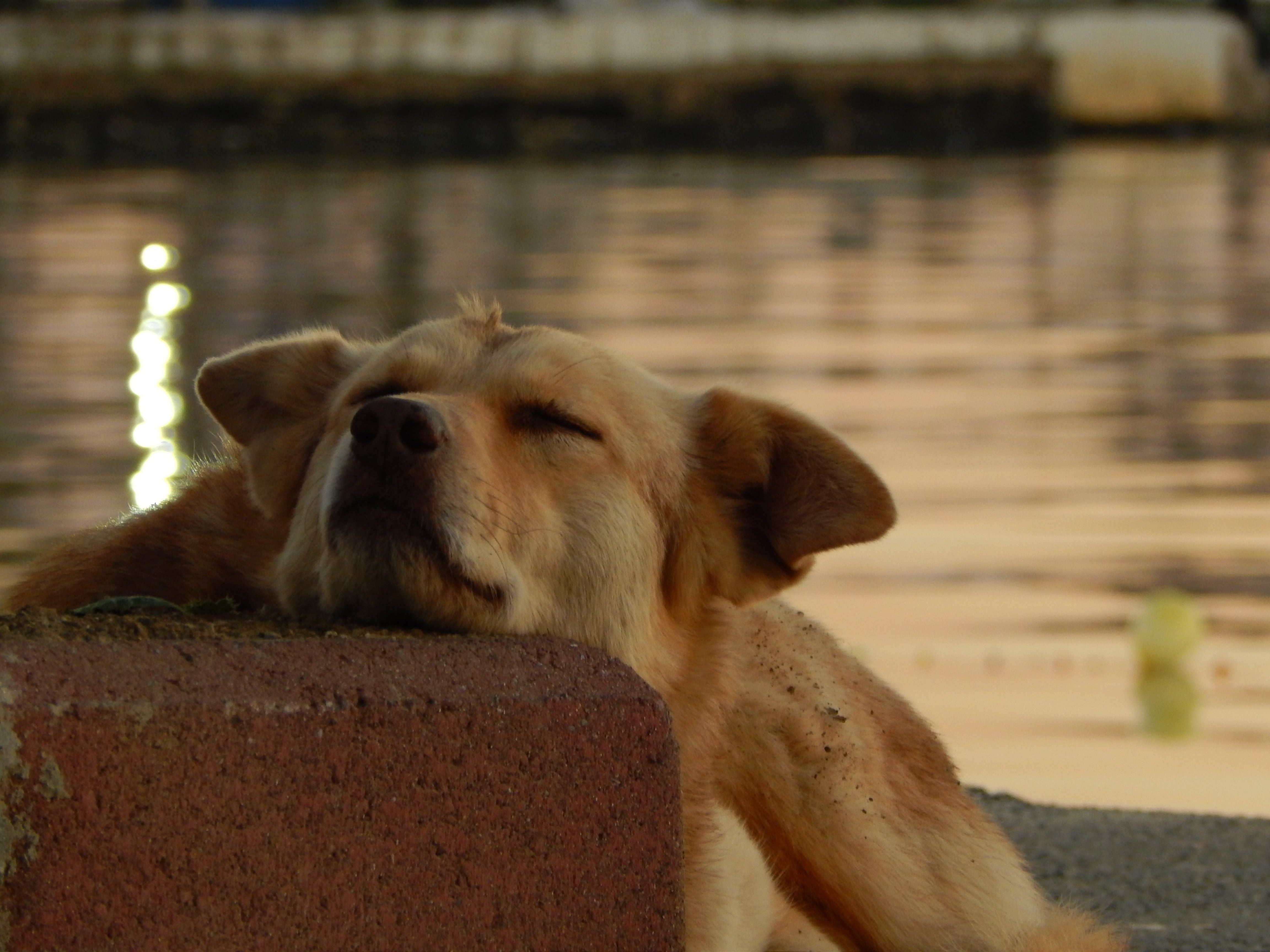 focus on foreground, one animal, looking, nature, day, animal head, sea, relaxation, animals, animal, coated, domestic, animal themes, short, pets, domestic animals, HD Wallpaper