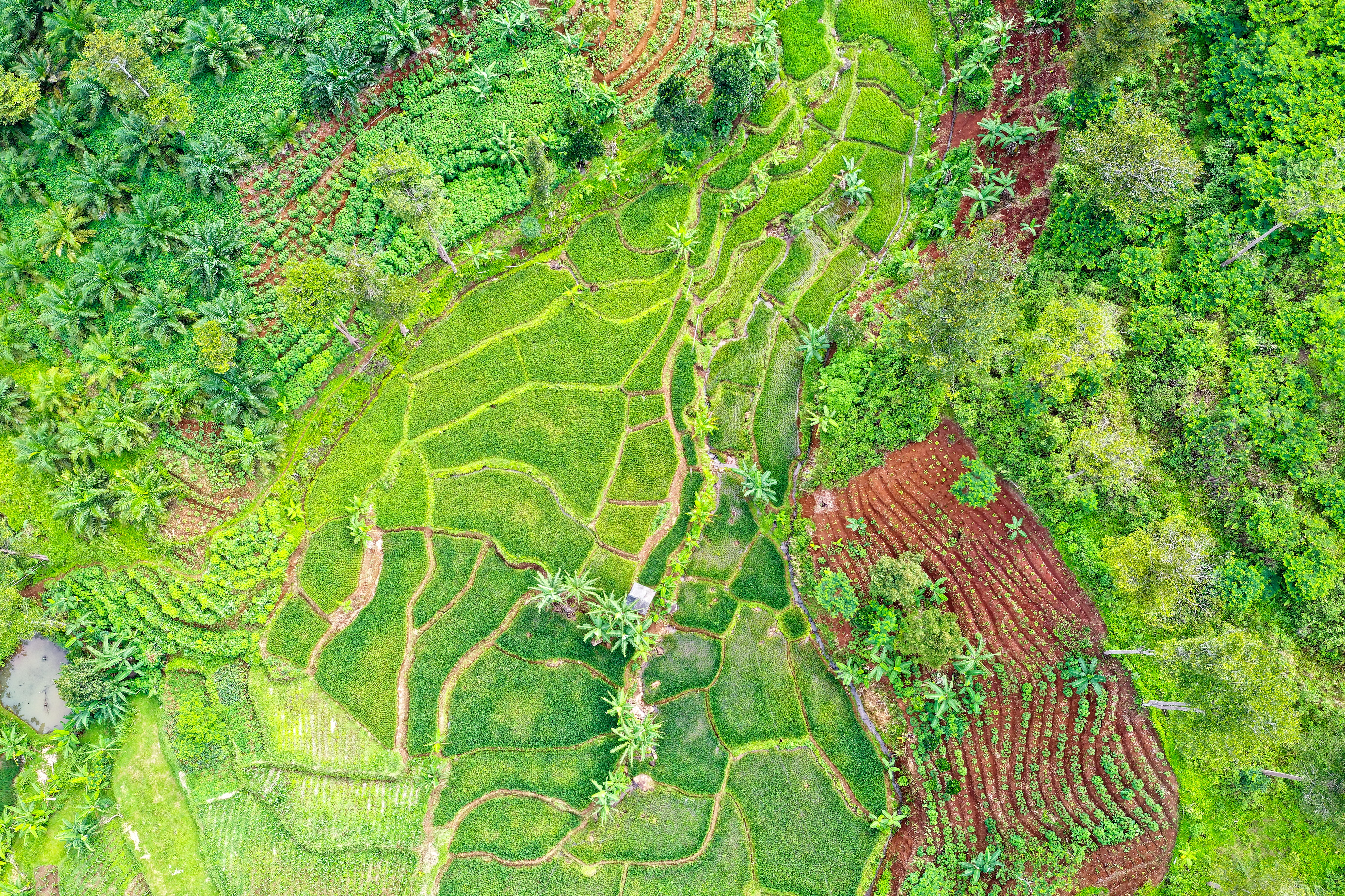 birds eye view, drone shot, aerial shot, farmland, rural scene, crop, from above, tranquil scene, beauty in nature, paddy, agriculture, view, fields, growth, HD Wallpaper