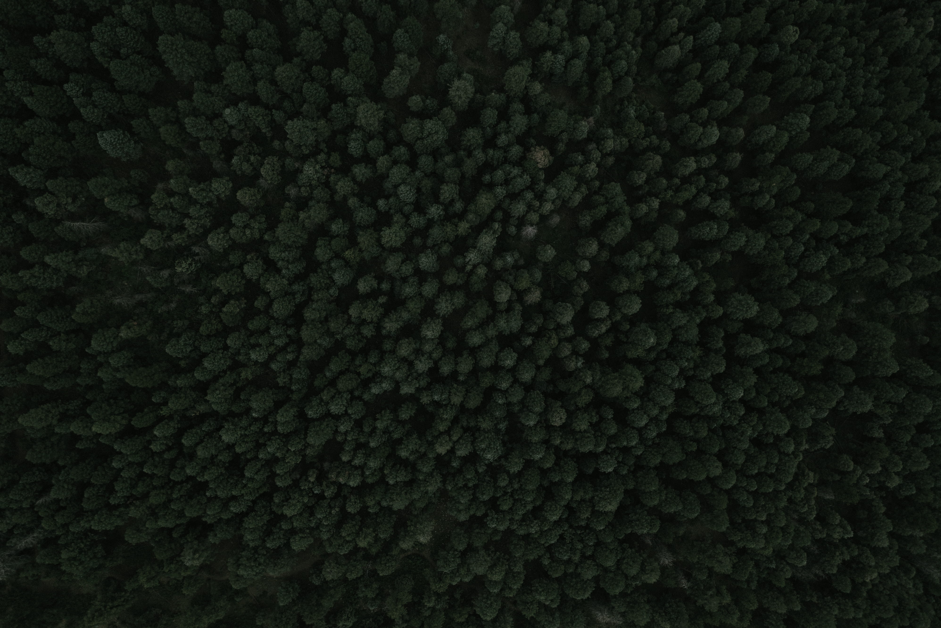 macro, no people, nature, drone view, 4K, green color, pattern, food and drink, beauty in nature, abstract, close-up, drone, forest, night, shot, natural pattern, HD Wallpaper