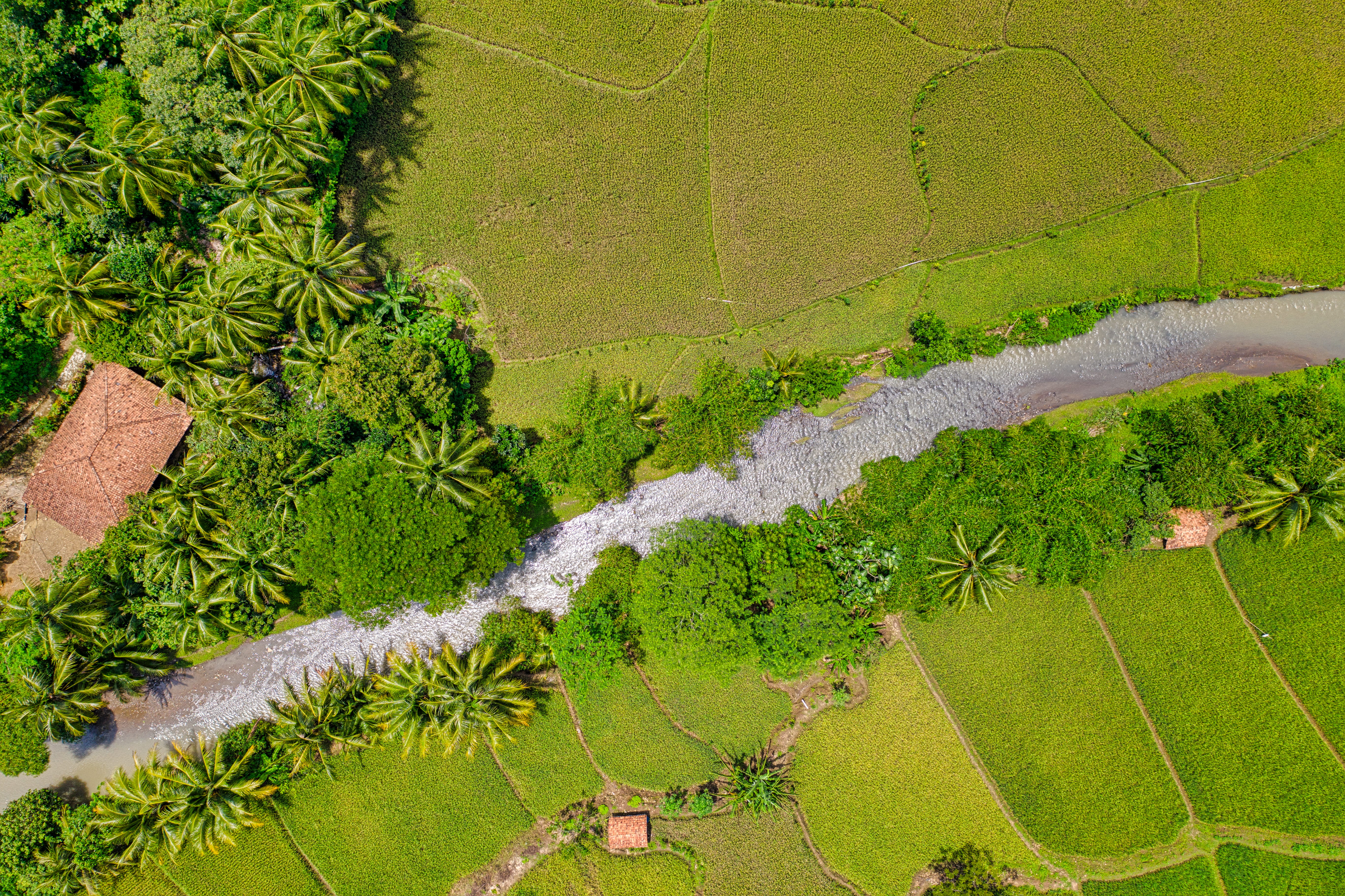 no people, paddy, fields, aerial shot, day, growth, angle, cropland, tranquility, rice field, outdoors, grass, green color, plantation, birds eye view, HD Wallpaper
