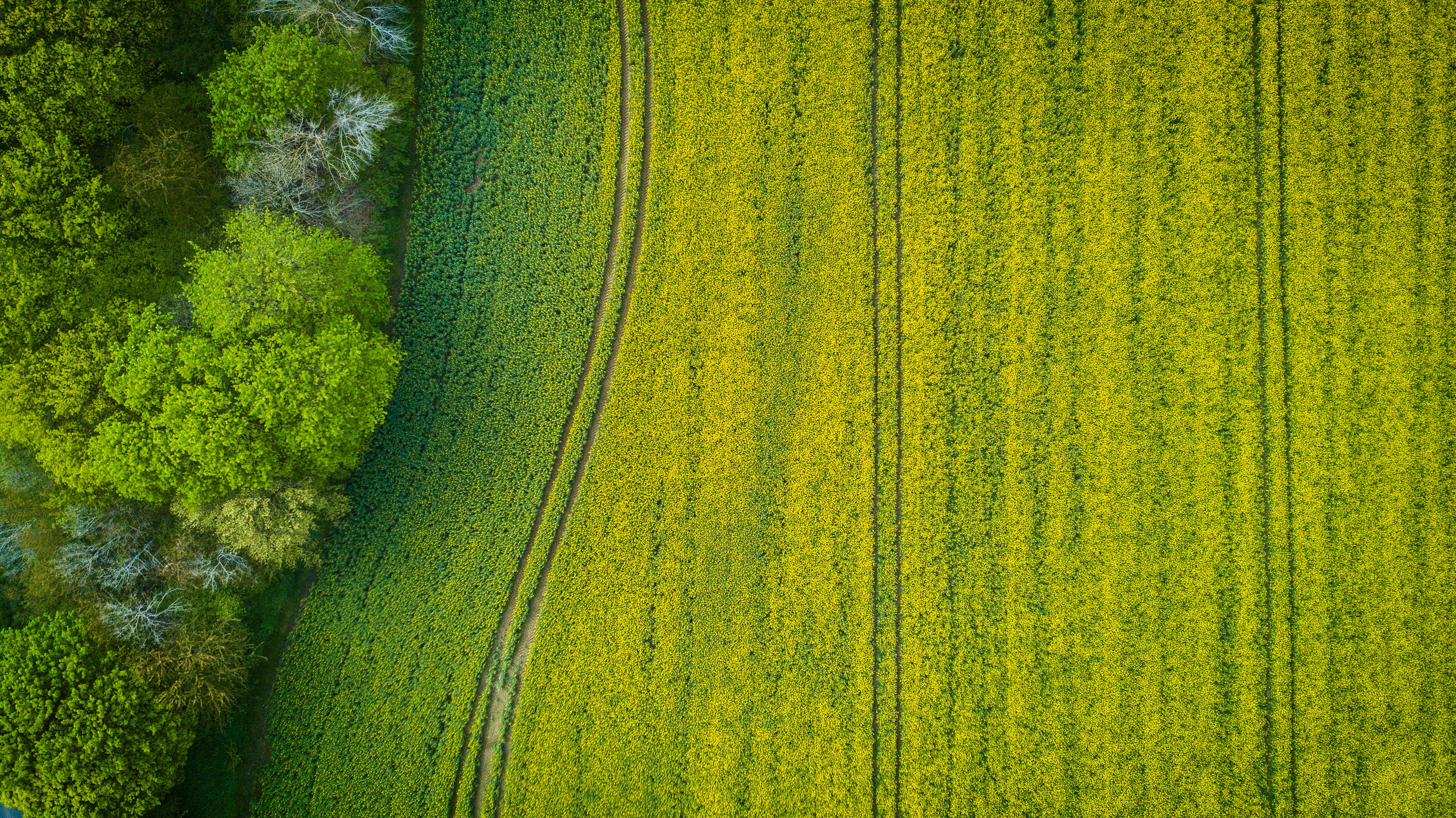 trees, photography, drone cam, aerial shot, tree, land, no people, green, 4K, pattern, tranquility, grass, wide, farmland, scenics - nature, light, tranquil scene, HD Wallpaper
