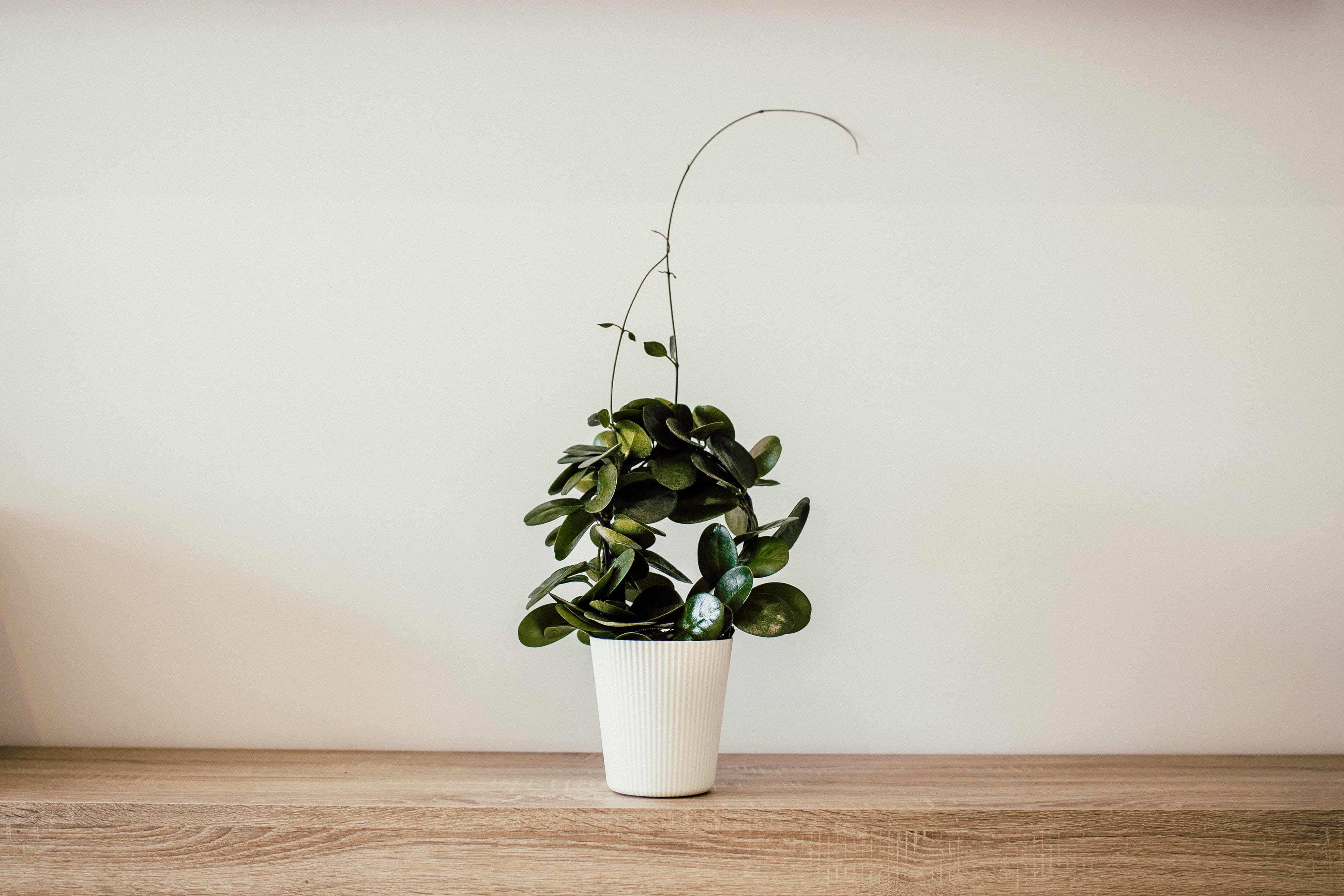blur, white, desk, wood, wall - building feature, green, leaf, beauty in nature, nature, copy space, color, flower, green color, summer, succulent, pot, HD Wallpaper