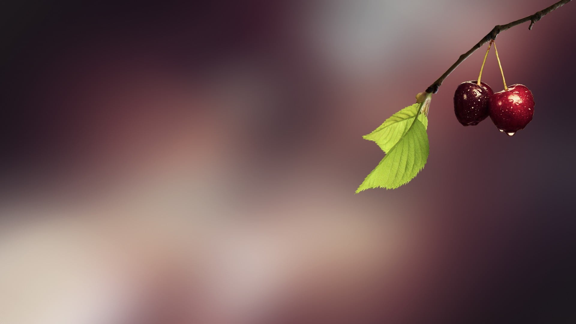 wellbeing, red, fruit, cherry, freshness, outdoors, food, focus on foreground, plant, ripe, cherries, simple background, bokeh, two, leaf, nature, no people, HD Wallpaper