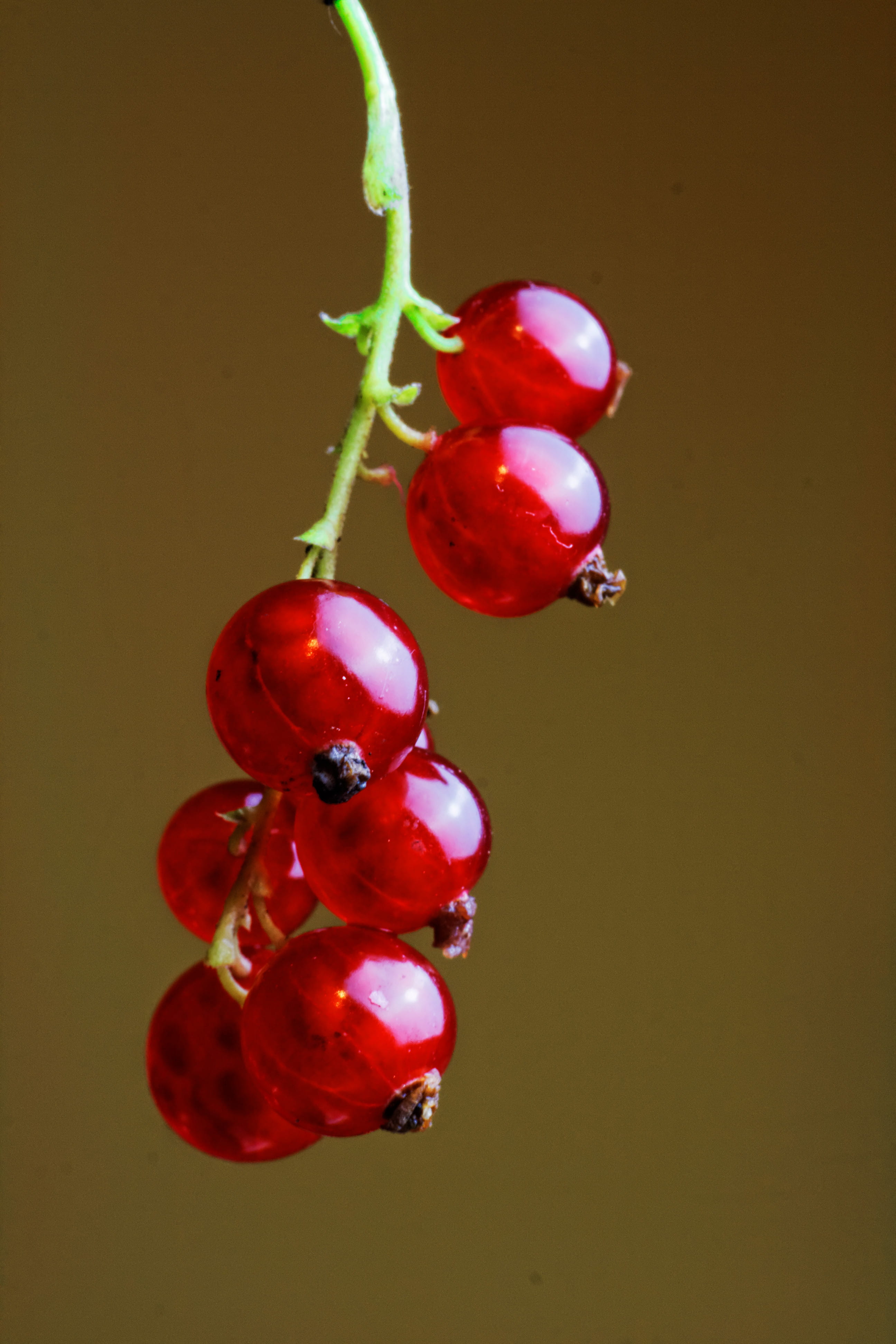 leaf, currant, sweet Food, berries, cherry, berry Fruit, close-up, organic, growth, beauty in nature, summer, plant, ripe, red berries, branch, food and drink, Phone HD Wallpaper