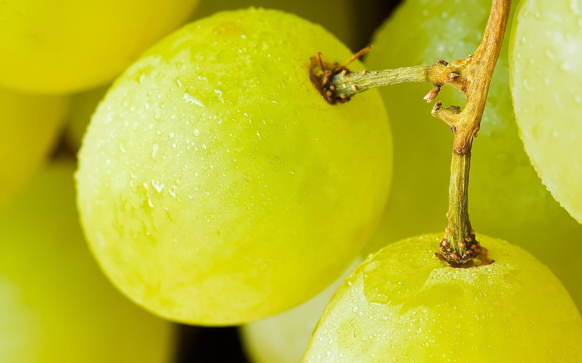 1080P, healthy eating, no people, water, water drops, drop, fruit, apple - fruit, wellbeing, growth, green color, close-up, food, ripe, invertebrate, macro, HD Wallpaper