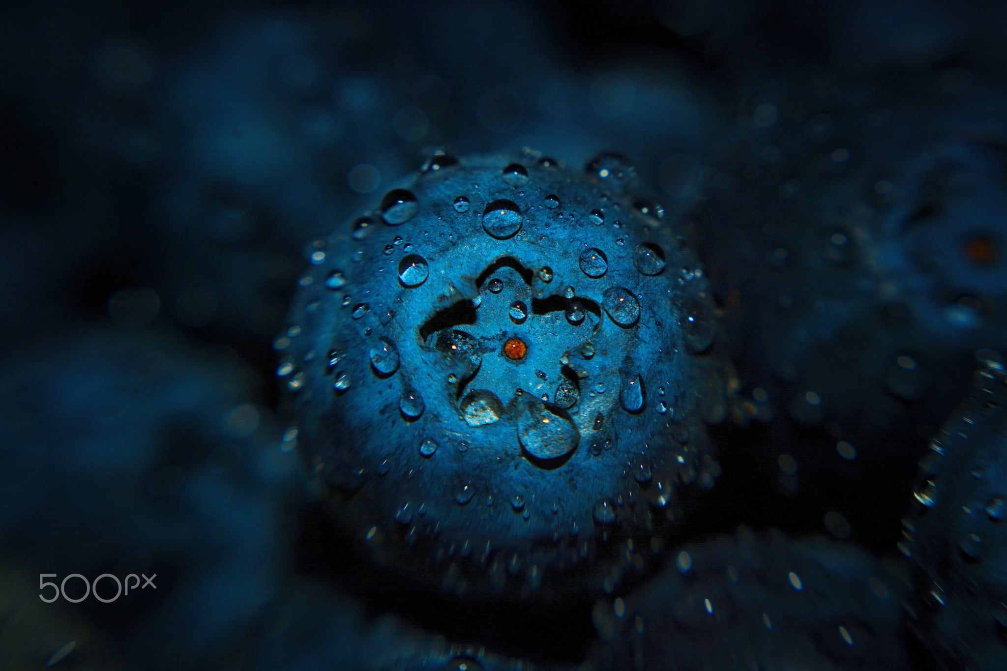 no people, close-up, one animal, untitled, outdoors, undersea, nature, animal themes, marine, sea, macro, octopus, fruit, poisonous, underwater, beauty in nature, HD Wallpaper