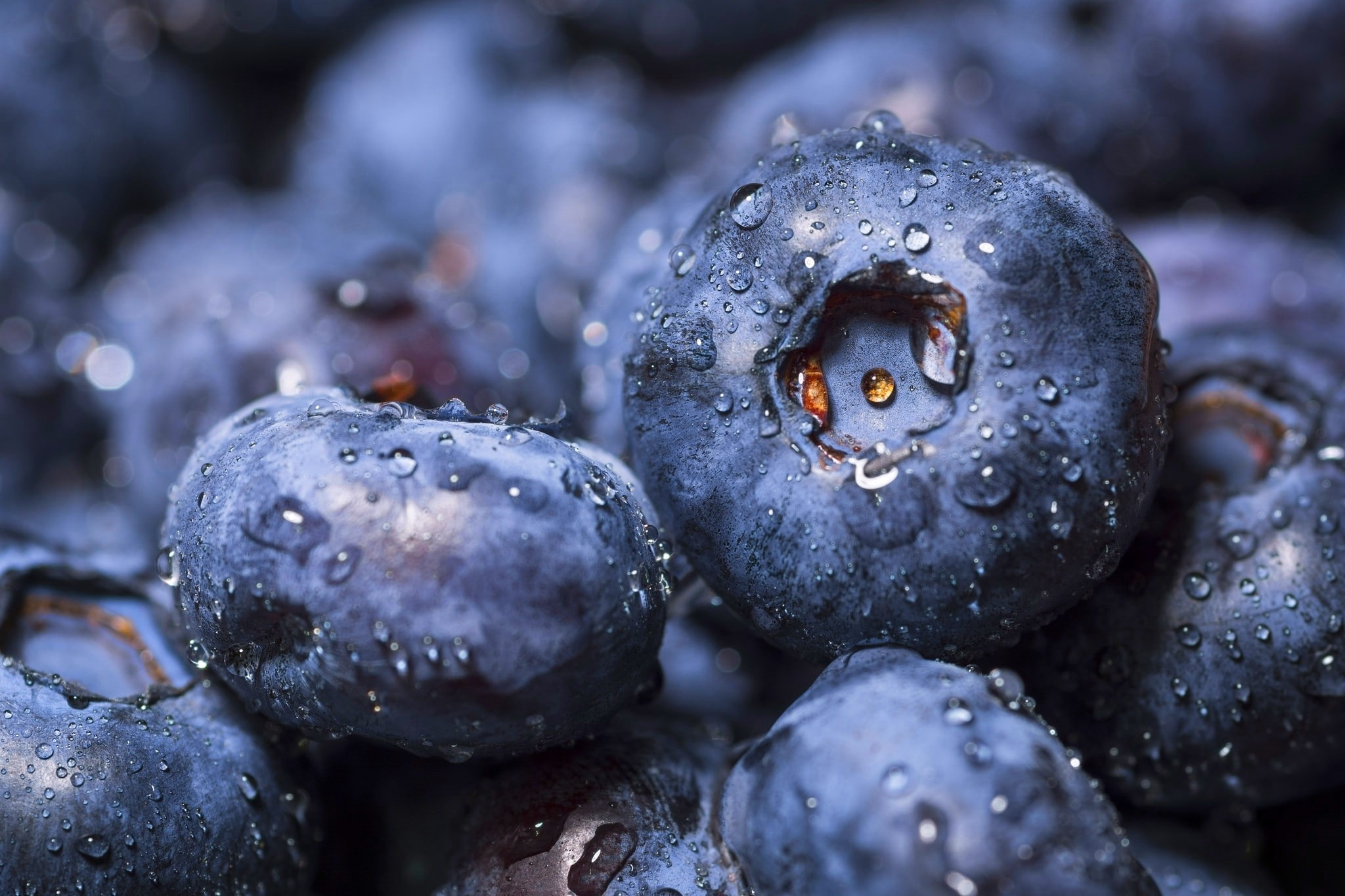 1080P, macro, fruit, water drops, blueberries, HD Wallpaper