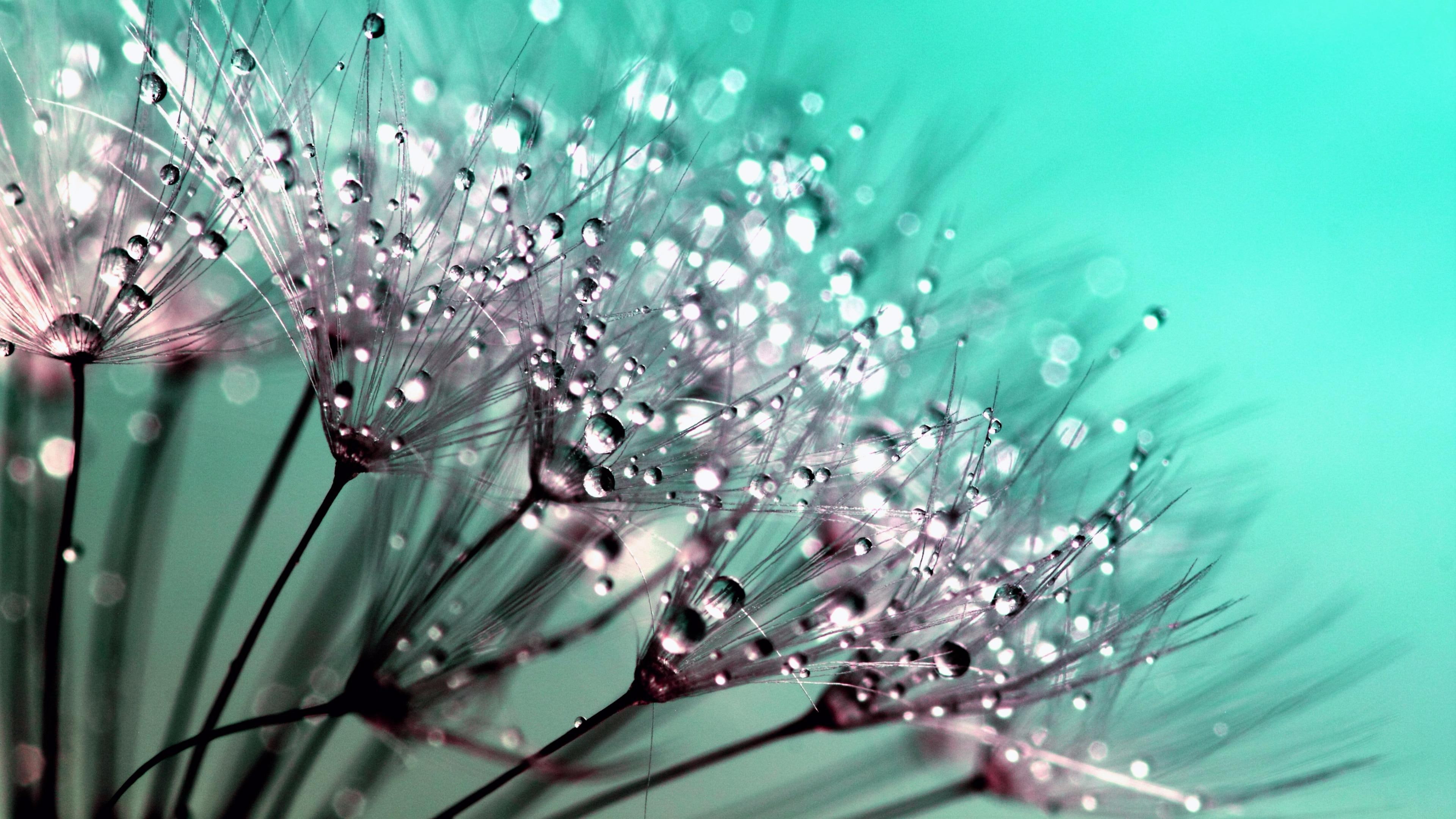 4K, flower, macro photography, fluffy, dew, blossom, drop, water, moisture, water drops, close up, HD Wallpaper