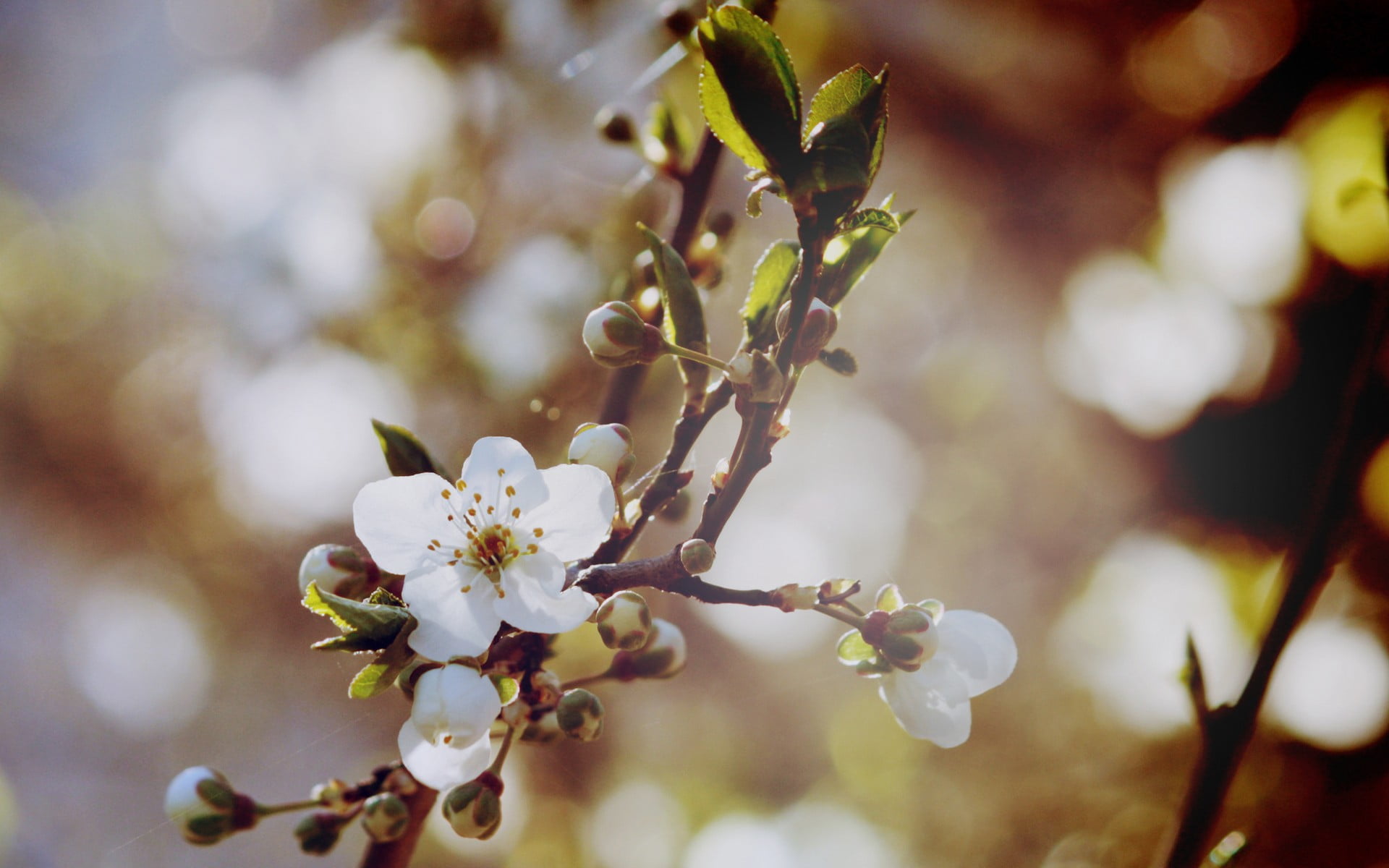 day, springtime, beauty in nature, focus on foreground, freshness, blossoms, no people, flower, cherry, white color, white, nature, tree, twig, cherry blossom, HD Wallpaper