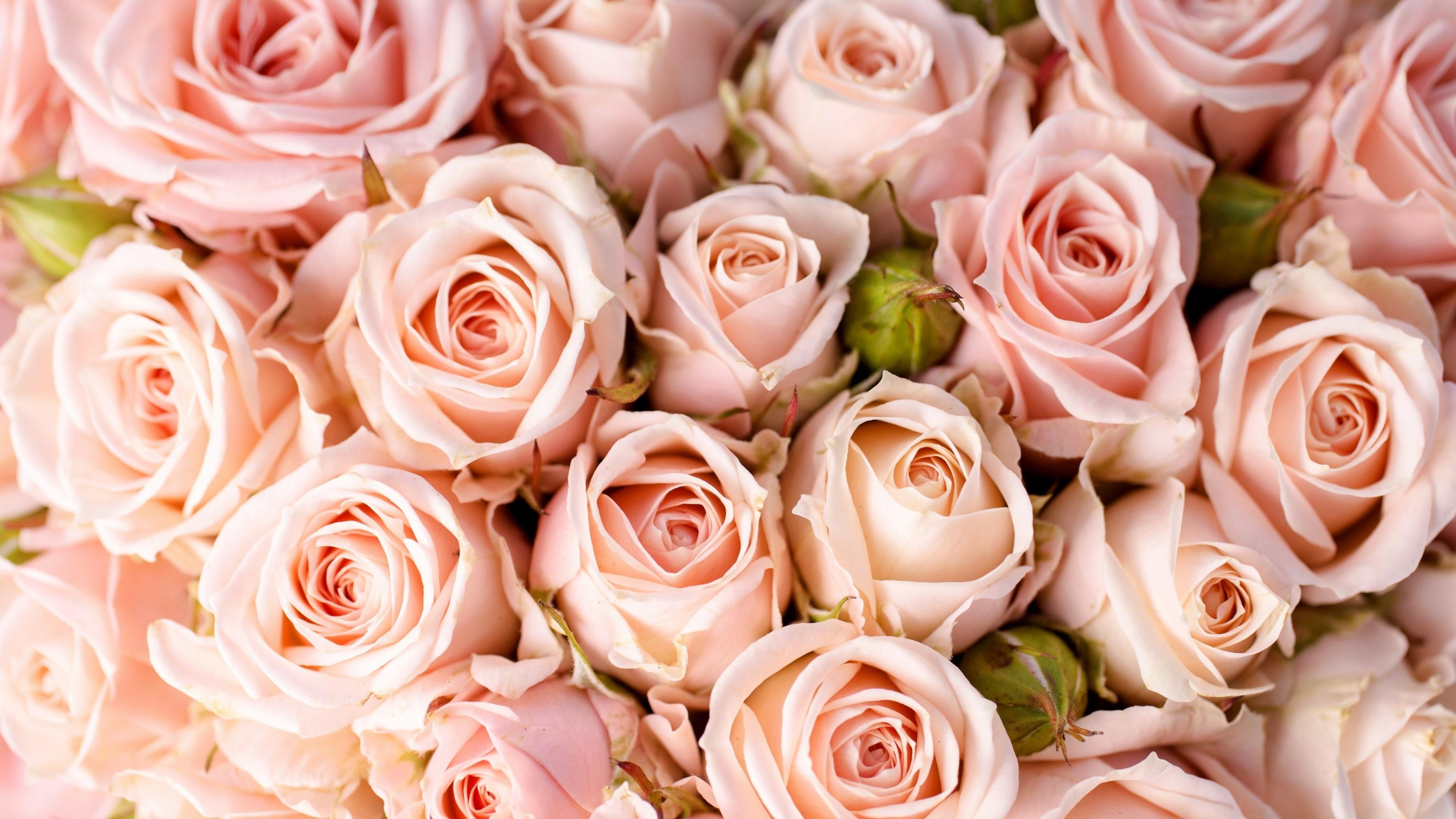 plant, rose family, nature, 4K, cut flowers, vulnerability, flower head, pink color, garden roses, beauty in nature, flower, rose, freshness, full frame, HD Wallpaper