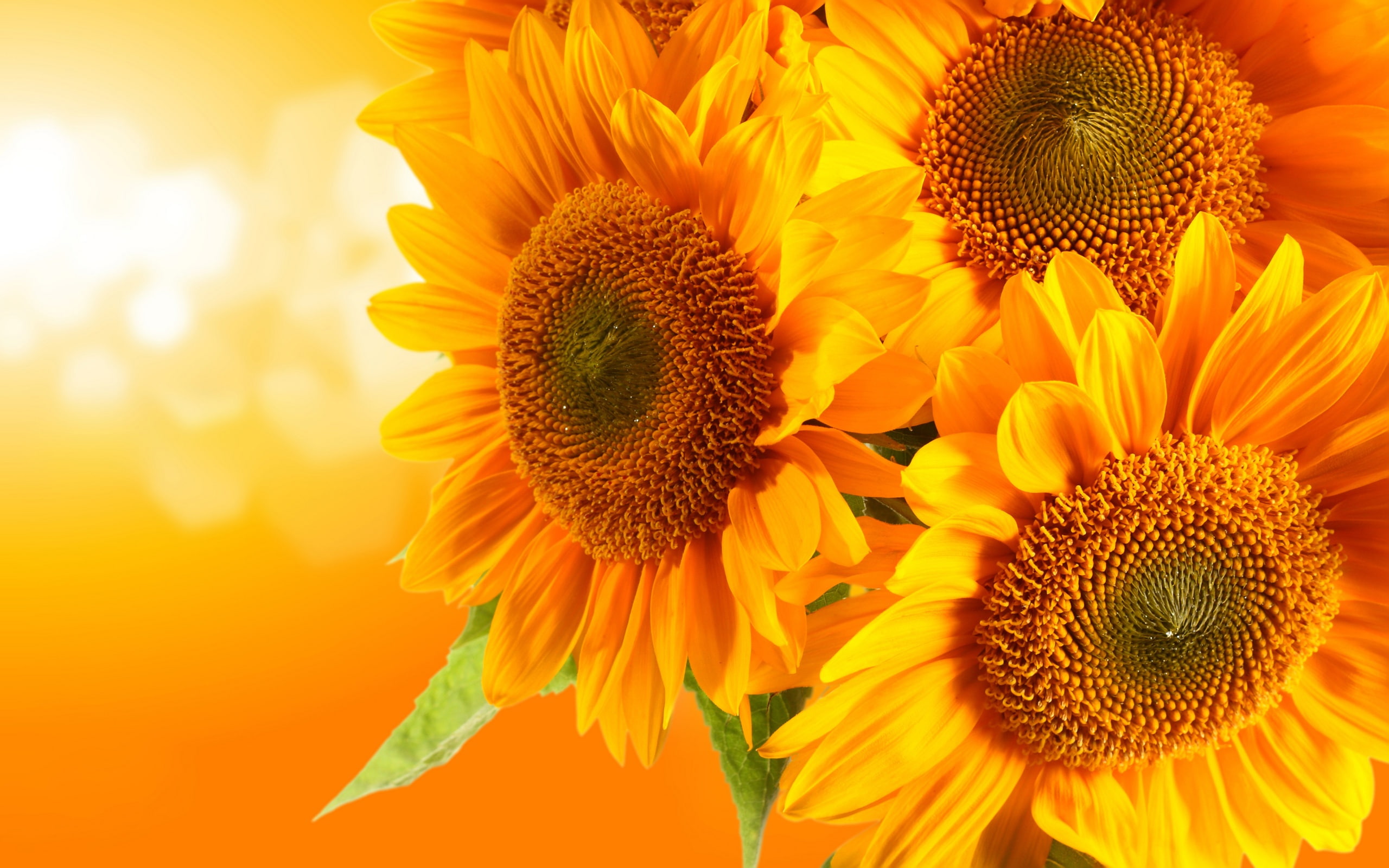 Rays, Glare, Golden, Background, Orange, Sunflower, sunflowers, 2K, HD Wallpaper