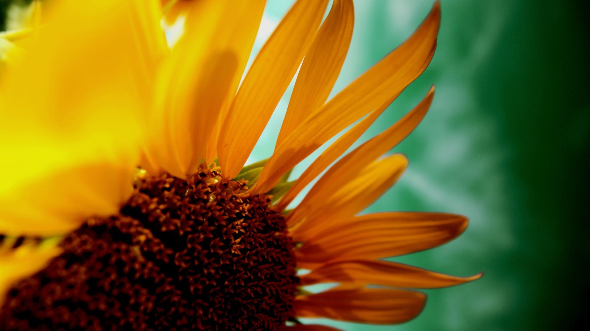 growth, sunflower, orange, macro, focus on foreground, nature, pollen, petal, flowering plant, flower, sunflowers, freshness, flower head, outdoors, 1080P, HD Wallpaper
