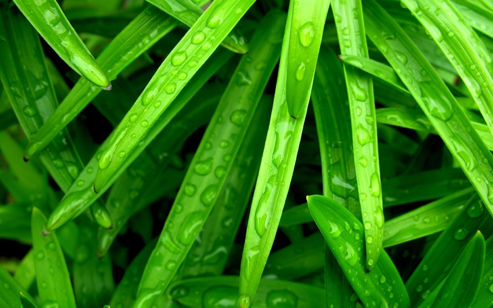 close-up, plant part, leaves, leaf, growth, green, herb, nature, no people, vegetable, blade of grass, drop, yellow, water drops, wet, grass, plants, food, HD Wallpaper