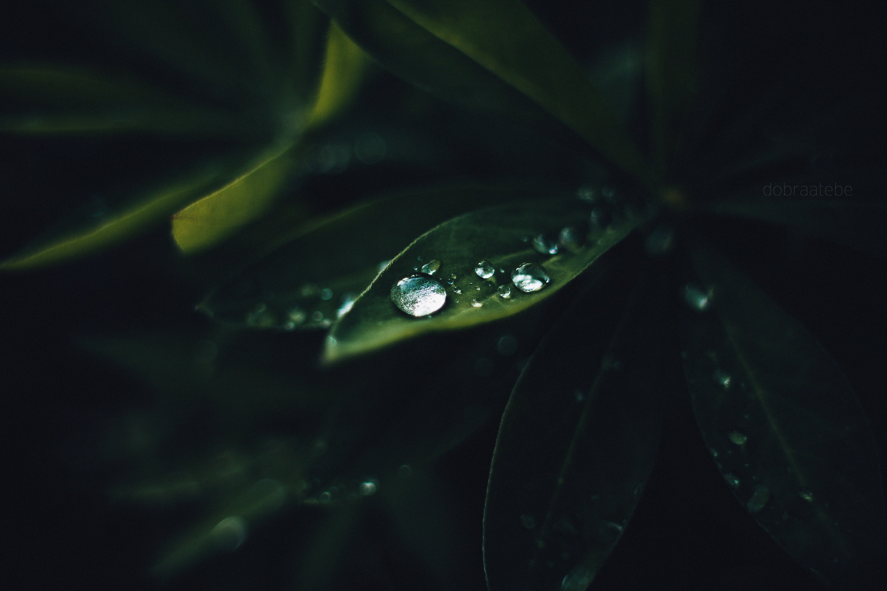 fragility, environment, floating on water, blade of grass, rain, forest, selective focus, springtime, close, macro, plants, green Color, photography, leaf, HD Wallpaper