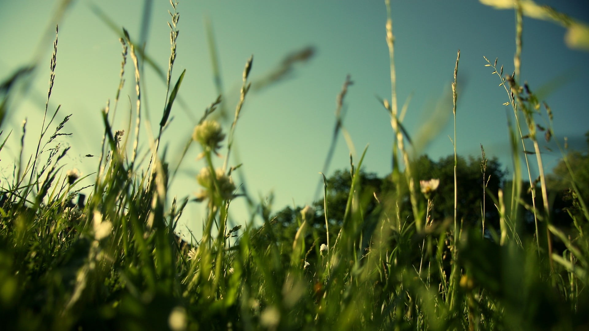 agriculture, landscape, land, crop, macro, selective focus, blade of grass, 1080P, tranquil scene, beauty in nature, nature, day, farm, field, rural scene, HD Wallpaper