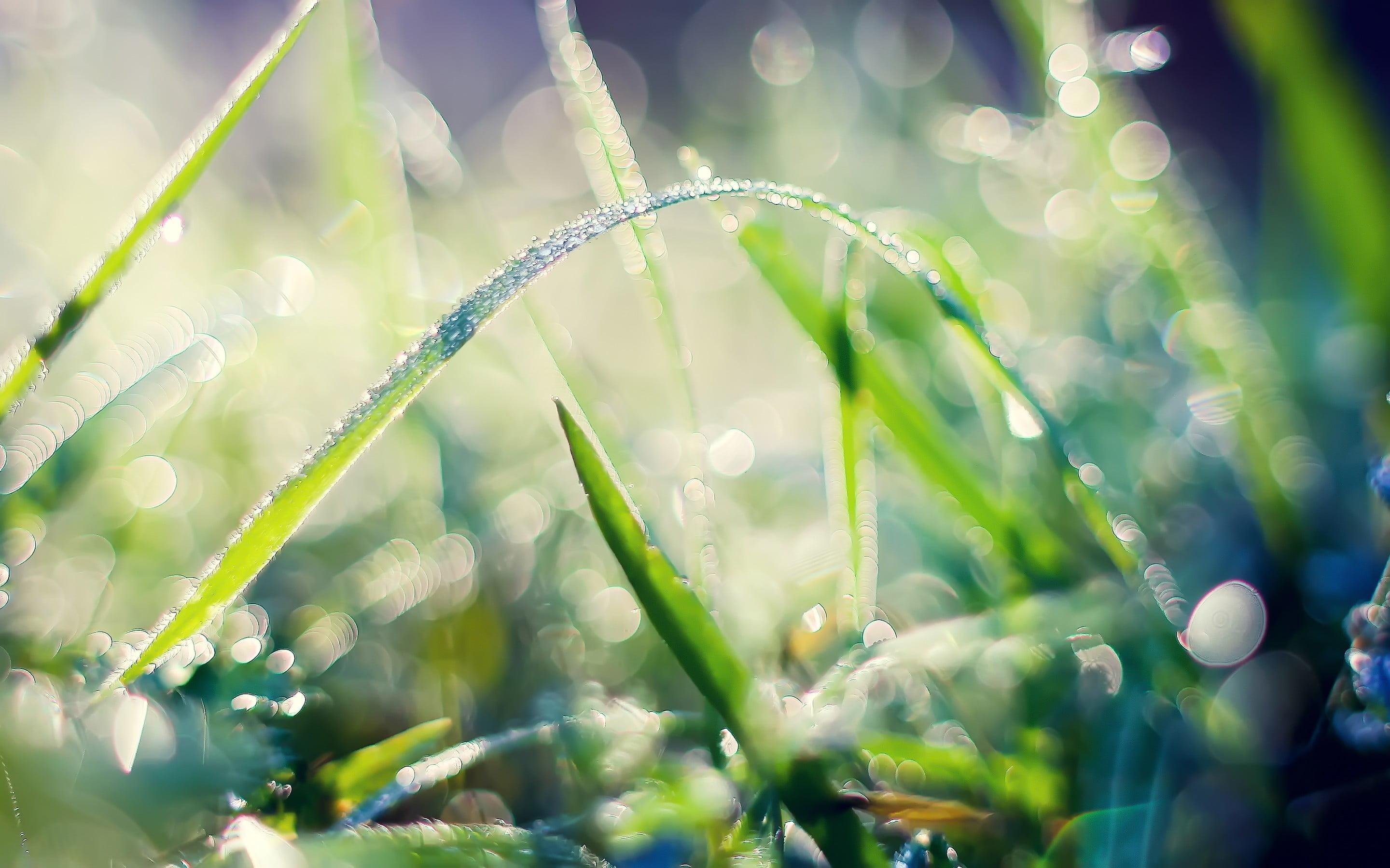 plants, nature, freshness, close-up, blade of grass, fragility, sunlight, beauty in nature, growth, 2K, no people, plant, wet, dew, day, outdoors, water, HD Wallpaper