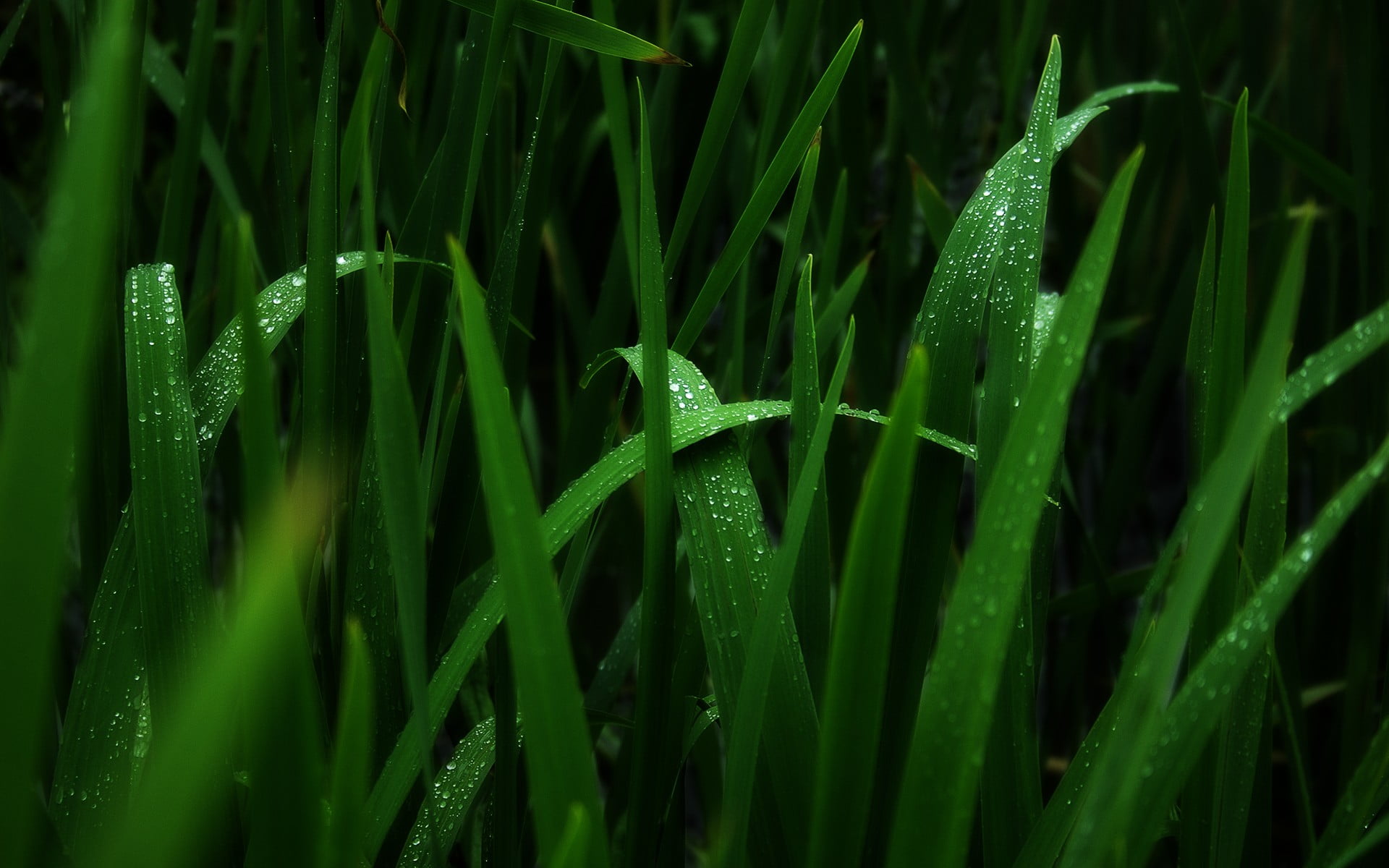 green, water drops, day, drop, rainy season, grass, water, plant, no people, beauty in nature, plants, leaf, wet, purity, rain, blade of grass, macro, green color, HD Wallpaper