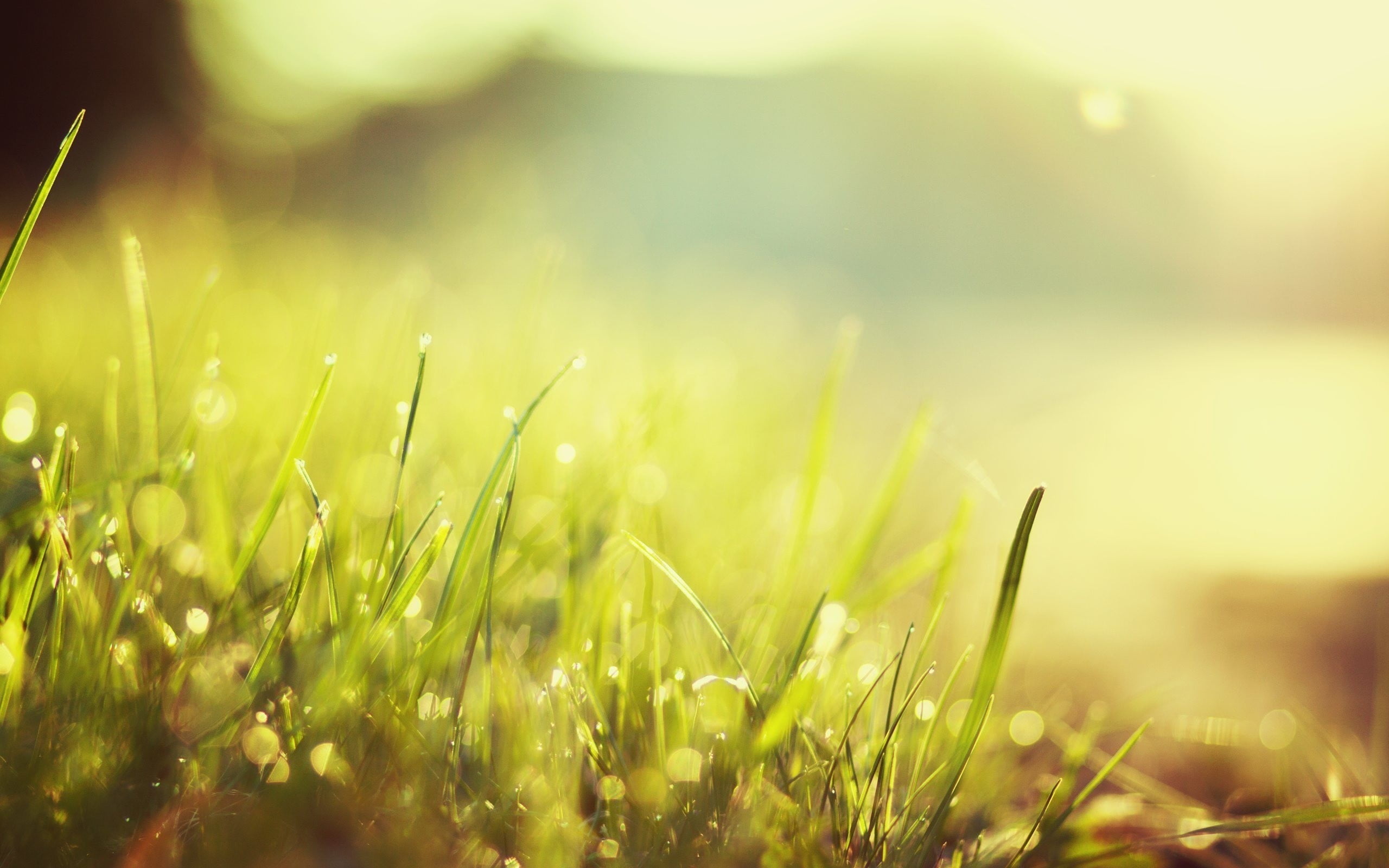 macro, water, bokeh, close-up, 2K, sunlight, beauty in nature, no people, dew, grass, field, morning, plant, lens flare, green, rain, freshness, day, green color, HD Wallpaper