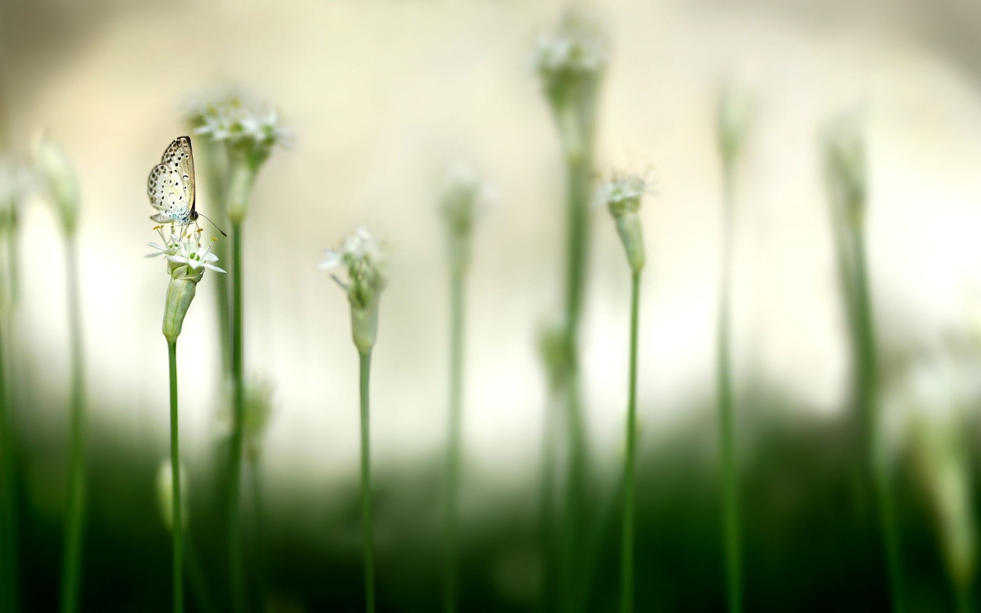 butterfly, vulnerability, springtime, green color, focus on foreground, plant, flower, tranquility, day, flowering plant, selective focus, freshness, grass, HD Wallpaper