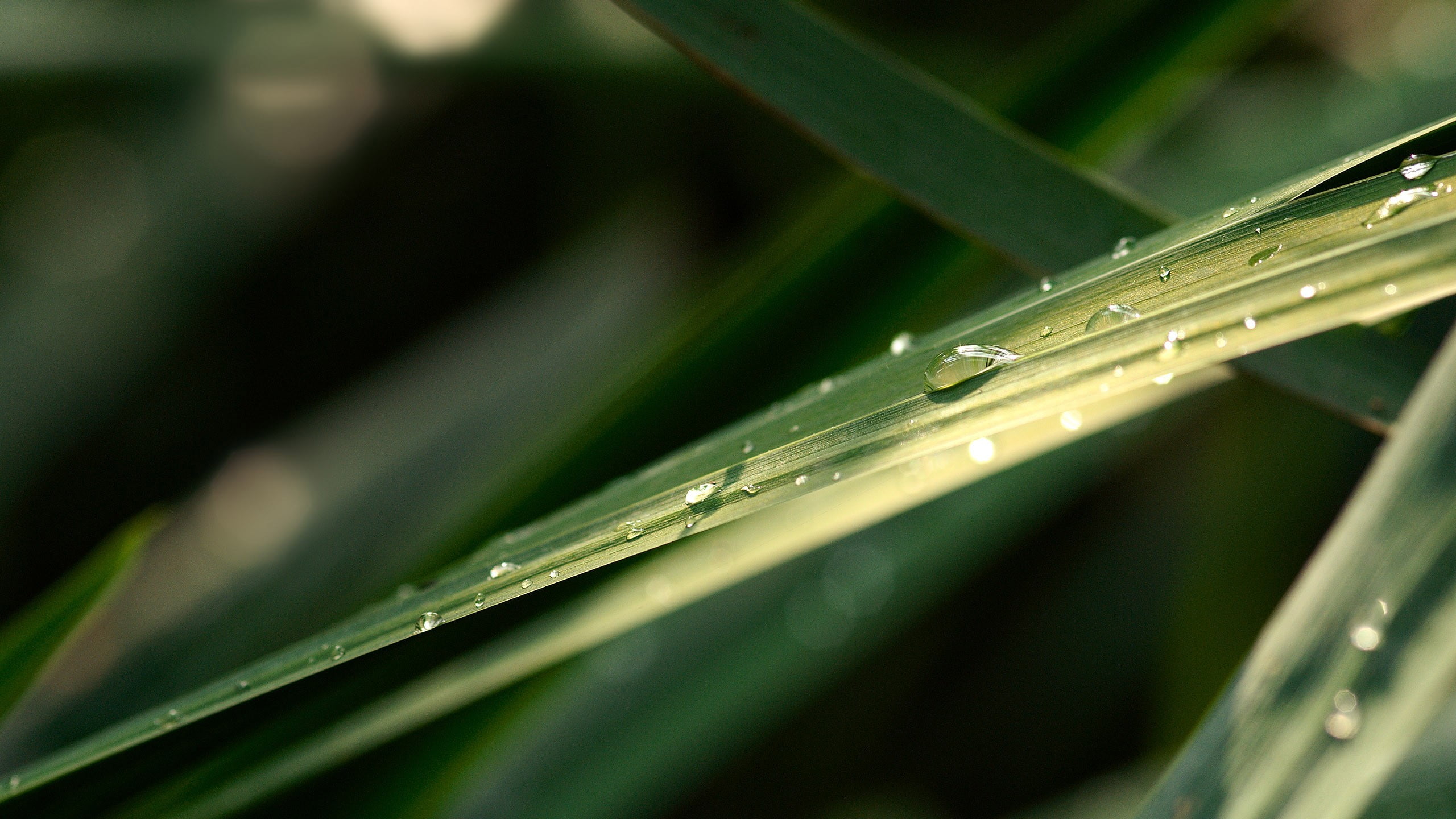 2K, blade of grass, purity, focus on foreground, plant part, raindrop, rain, grass, close-up, outdoors, day, leaf, water, plant, plants, photography, leaves, HD Wallpaper