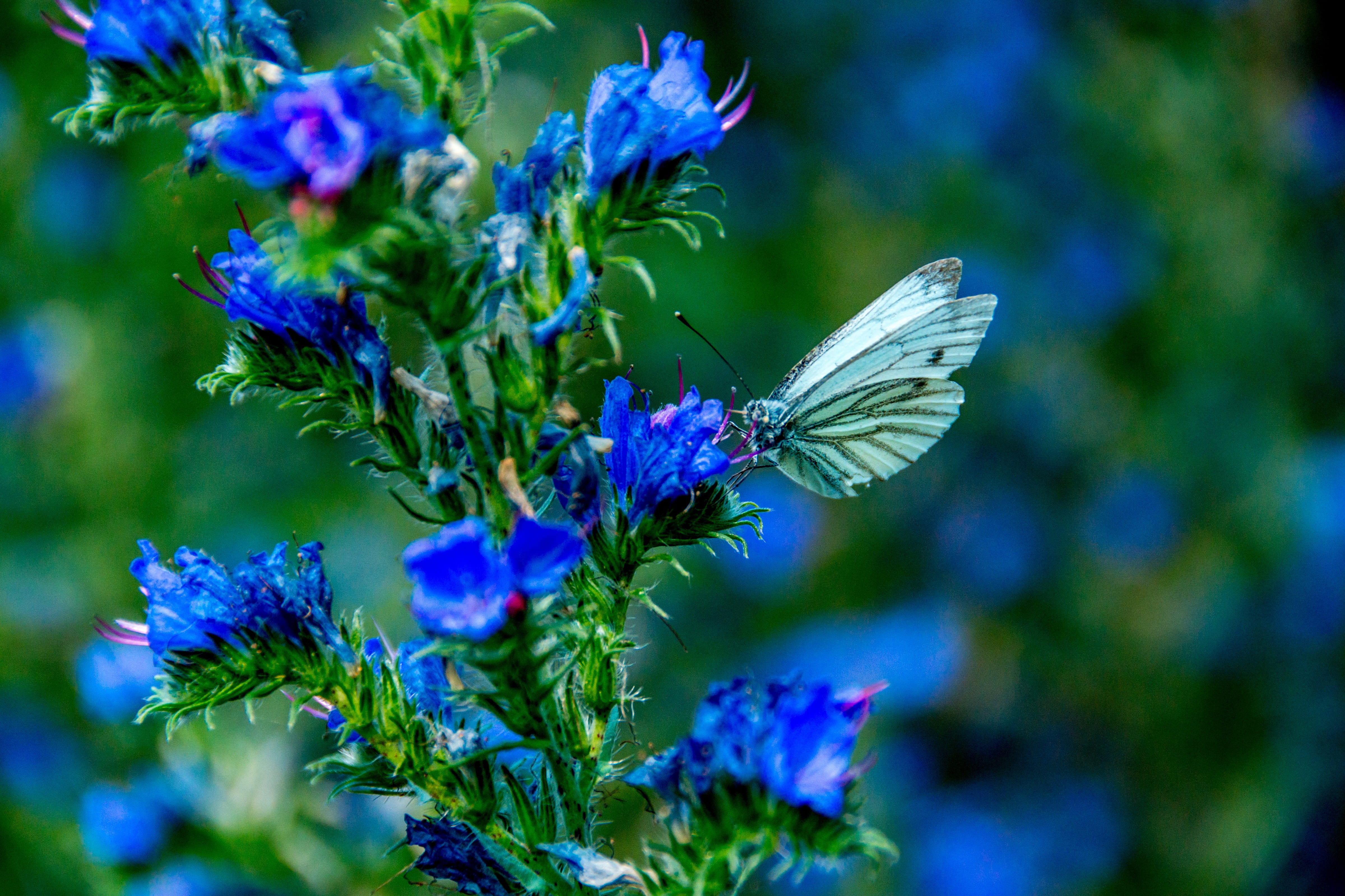 meadow, color, flight insect, selective, flowering plant, feelings, butterfly, landscape, pattern, insect, gray, blossom, probe, invertebrate, fragility, HD Wallpaper