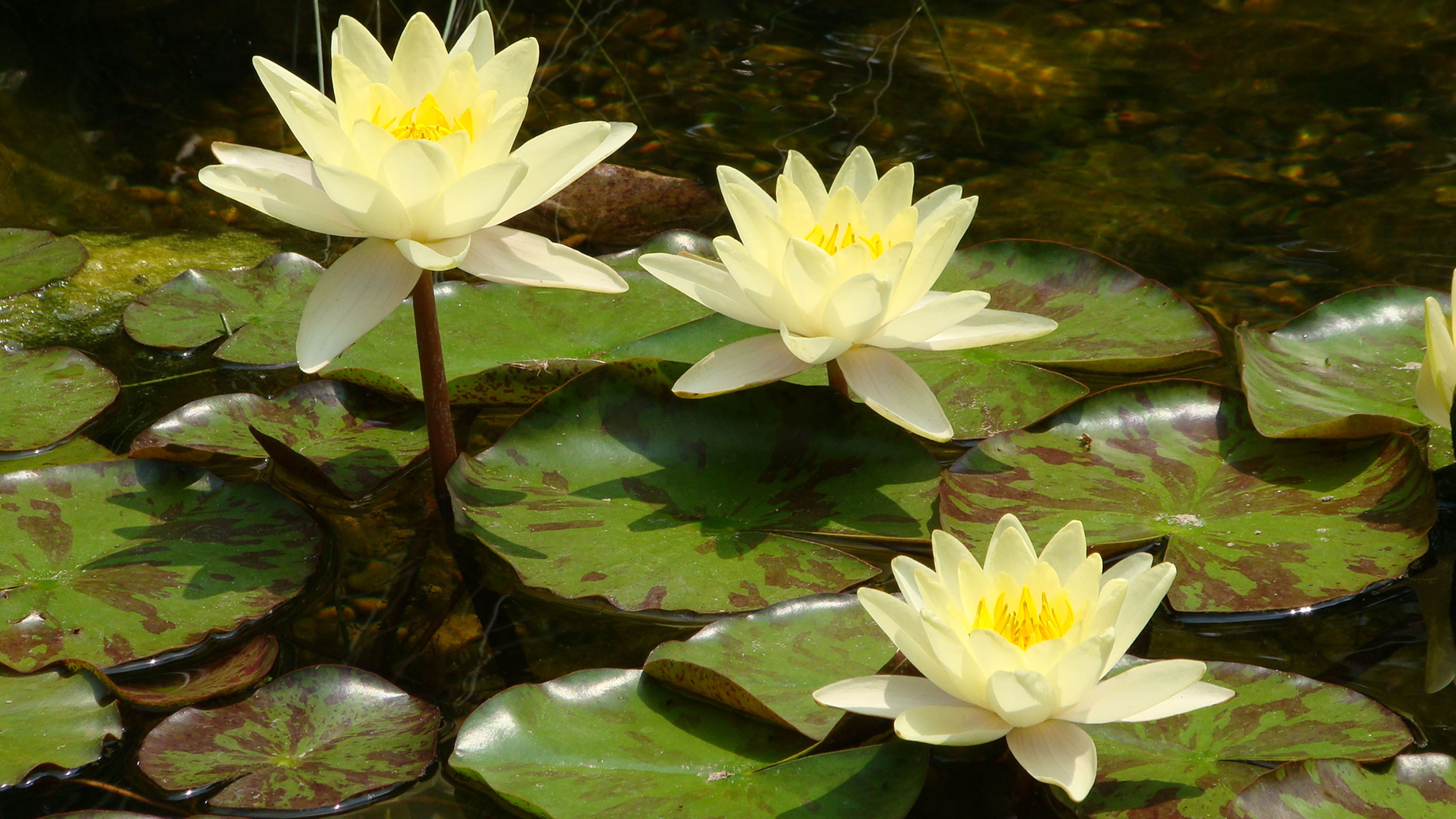 stalk, waterlily, outdoor, fragility, flower head, flowering plant, lily, exotic, blossom, body of water, botany, plant, no people, lotus water lily, lotus, HD Wallpaper
