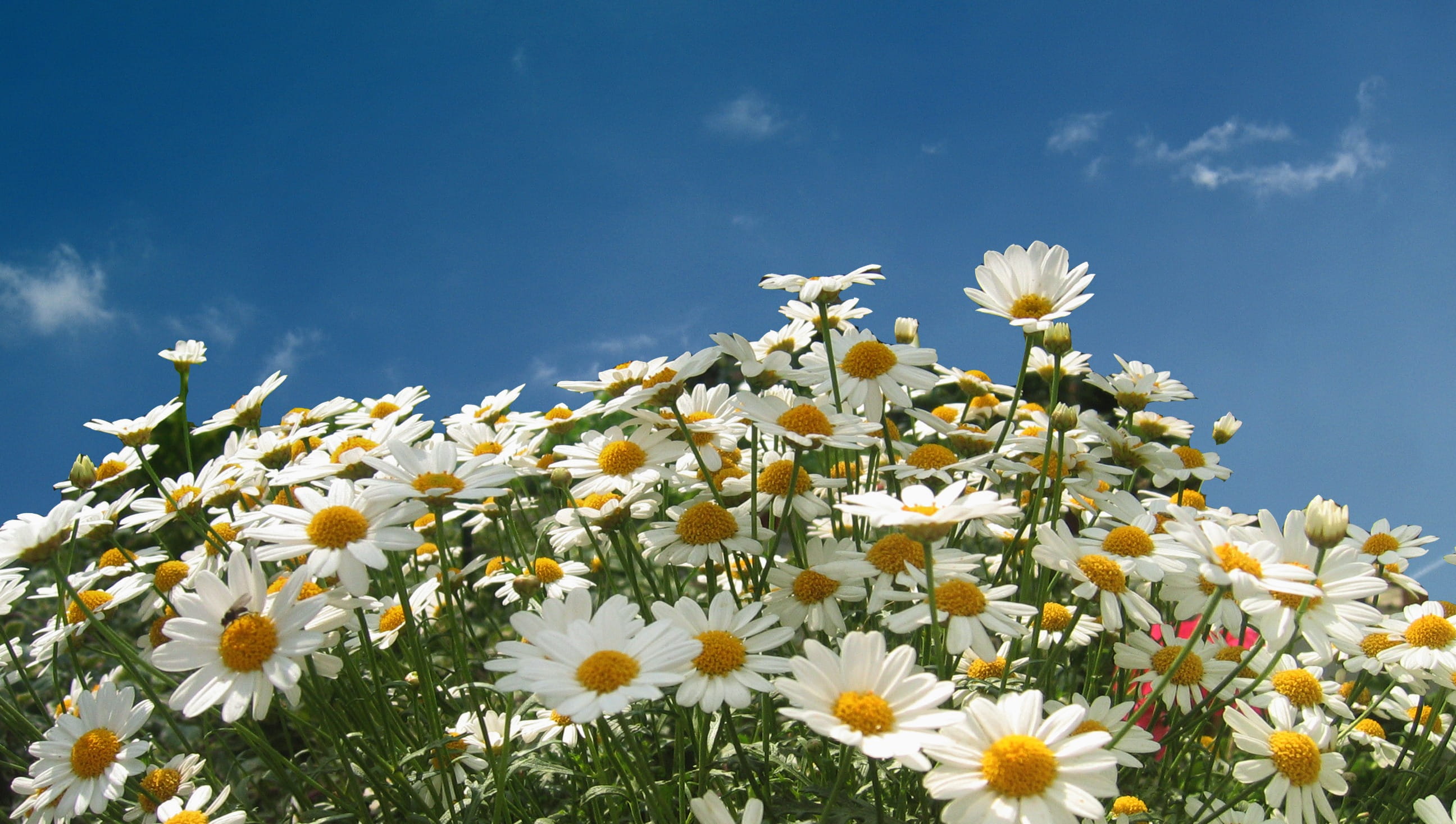 yellow, green Color, closeup, chamomile, photo, pollen, meadow, growth, day, schnittblume, chamomiles, springtime, summer, daisy, wild flower, blütenmeer, HD Wallpaper