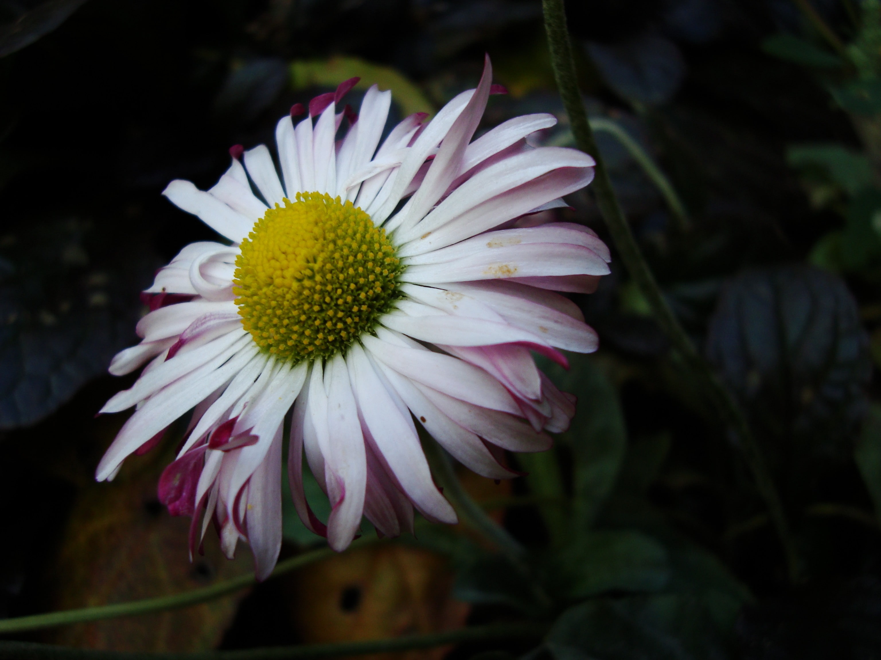 plants, 2K, Chamomile, macro, HD Wallpaper
