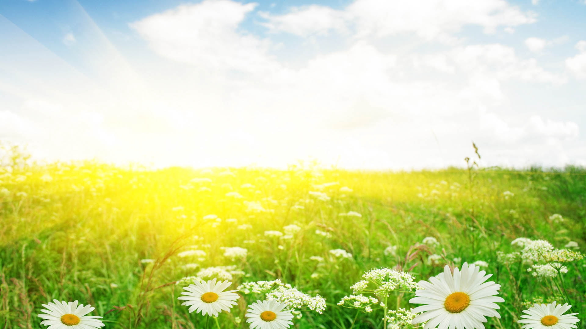 blossom, field, season, sky, petal, sun, marguerite, chamomile Plant, idyllic, scenics, green Color, non-Urban Scene, blue, freshness, springtime, cloud - Sky, HD Wallpaper