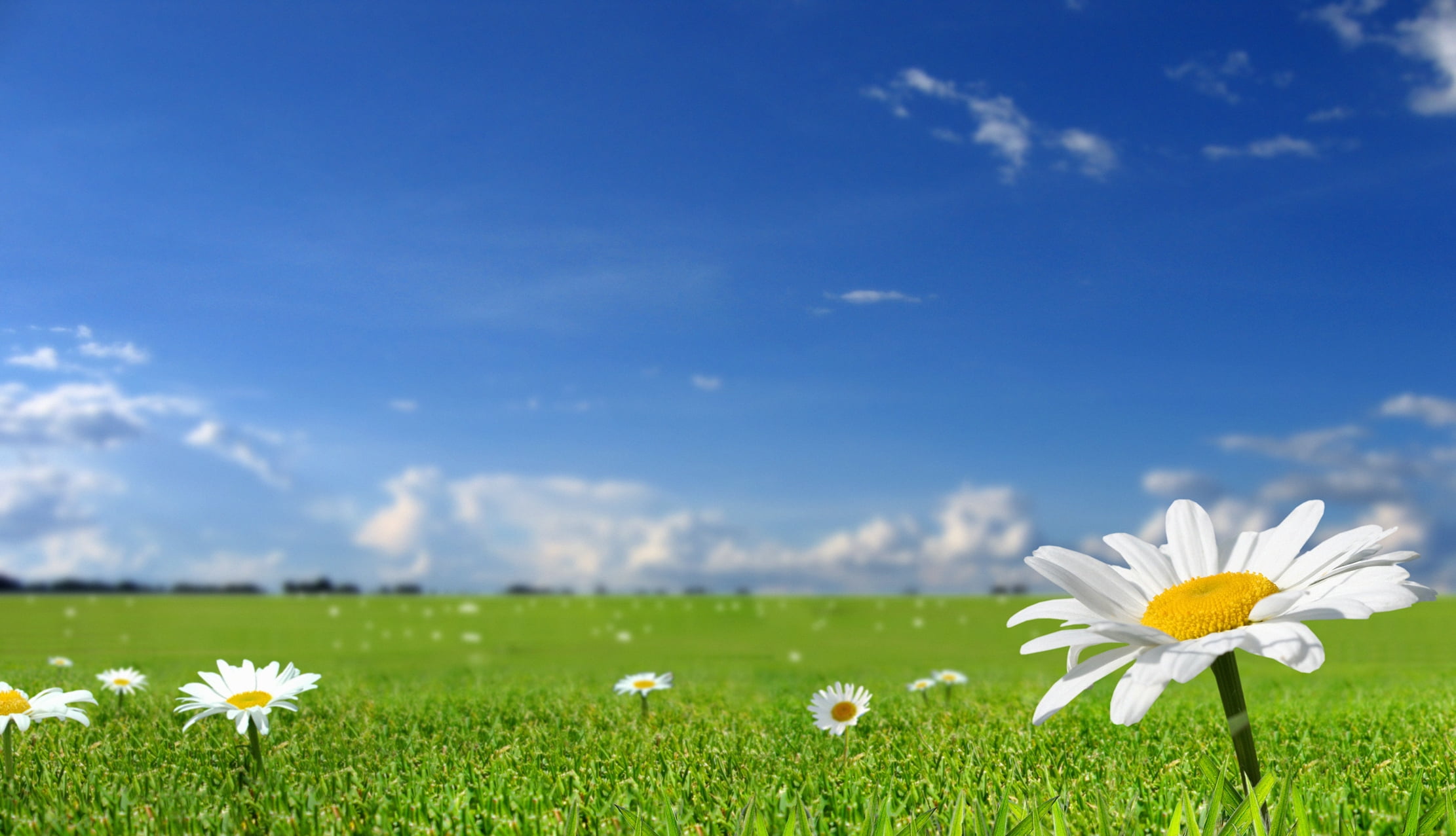 season, lawn, close-up, petal, land, flower Head, field, sunny, backgrounds, flowering plant, flower, landscape, nature, chamomile, marguerite, day, no People, HD Wallpaper