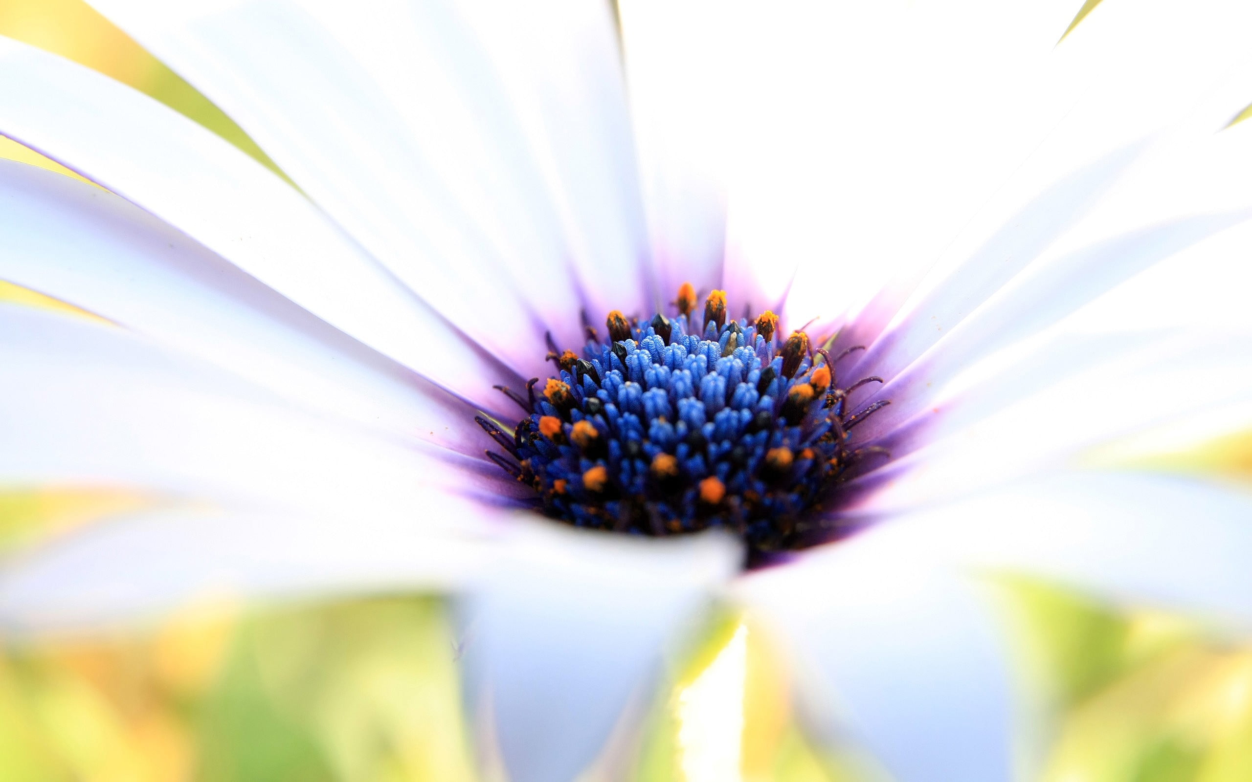 yellow, closeup, macro, fragility, color Image, purple, nature, 2K, chamomile Plant, outdoors, botany, springtime, multi Colored, photography, plant, backgrounds, HD Wallpaper