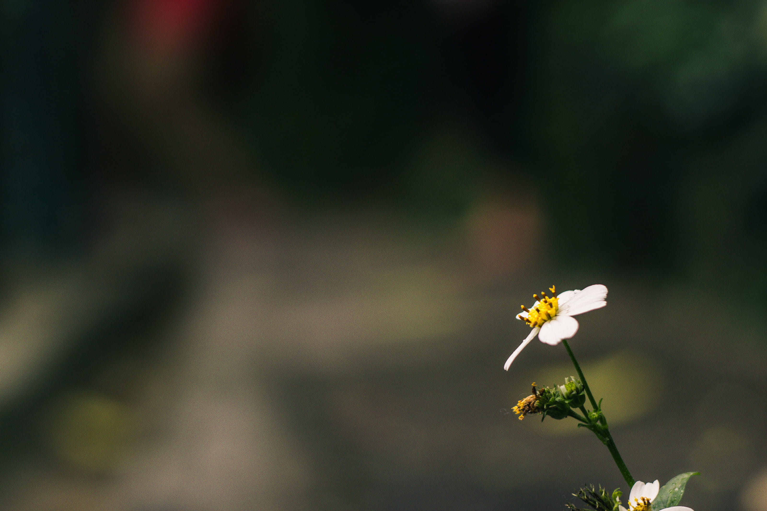 no people, bokeh, inflorescence, blooming, nature, close-up, garden, botanic, chamomile, marguerite, spring, summer, fragility, natural, white, floral, HD Wallpaper