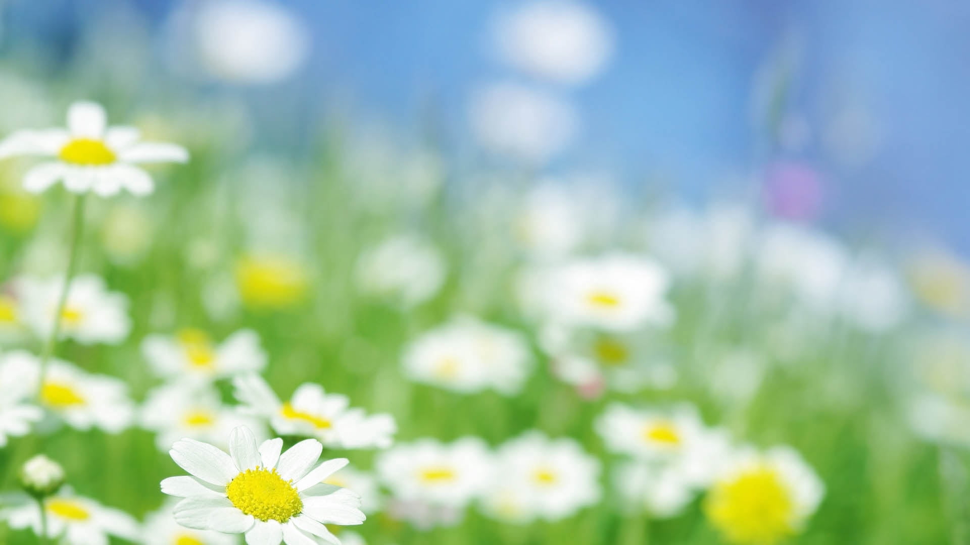 sunlight, flower Head, selective focus, beauty In Nature, blue, bright, green Color, vulnerability, wildflower, defocused, vibrant Color, white, day, chamomile Plant, HD Wallpaper