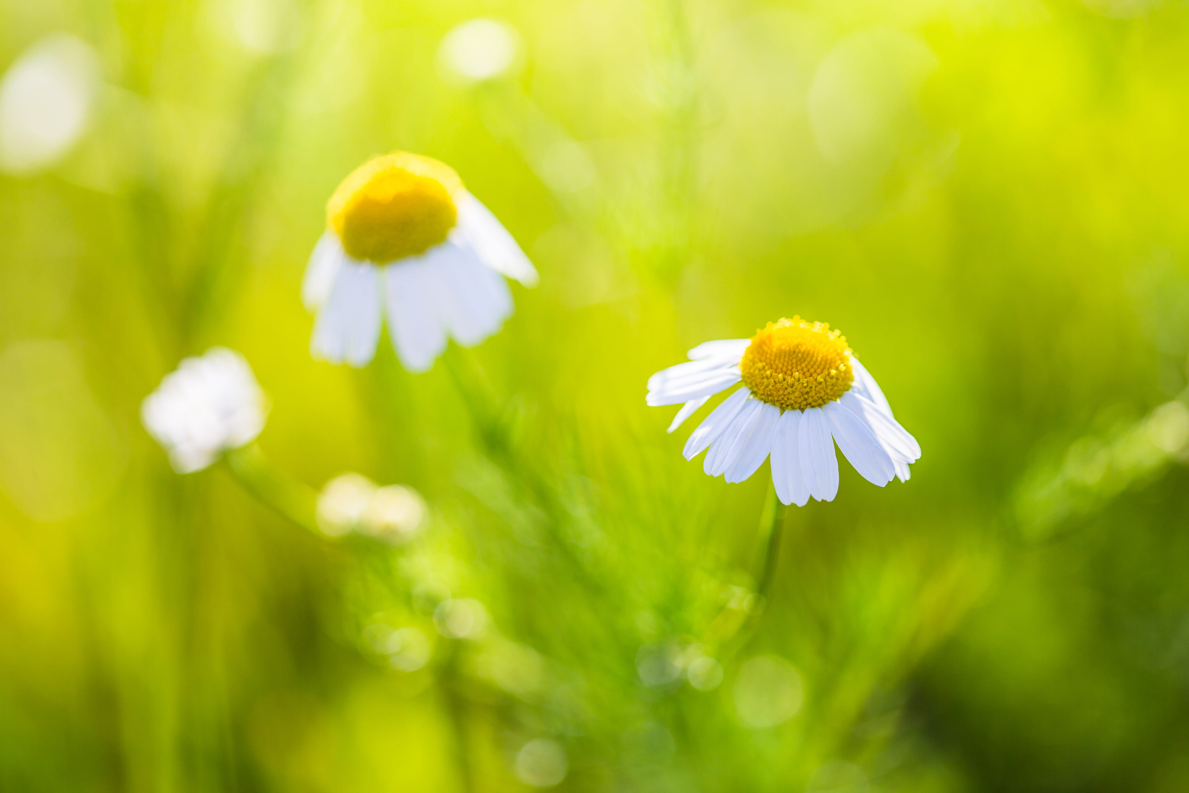 wildflower, flower, softness, bright, rural Scene, 4K, fragility, field, yellow, green Color, macro, beauty In Nature, meadow, plant, nature, growth, sunlight, HD Wallpaper
