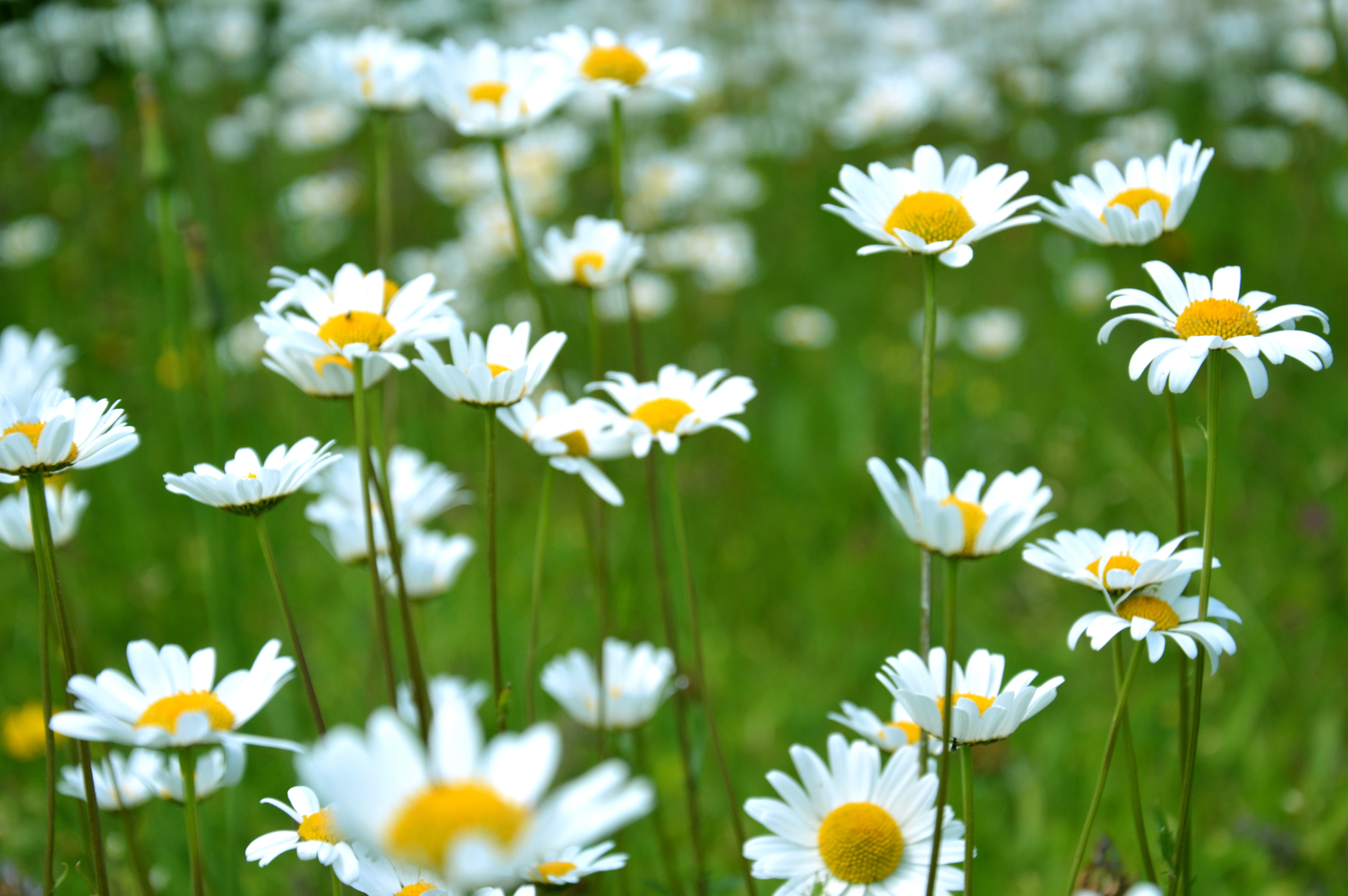 vulnerability, land, nature, inflorescence, growth, petaled, field, pollen, daisy, photo, freshness, white Daisy, plant, white, flower head, close-up, summer, HD Wallpaper