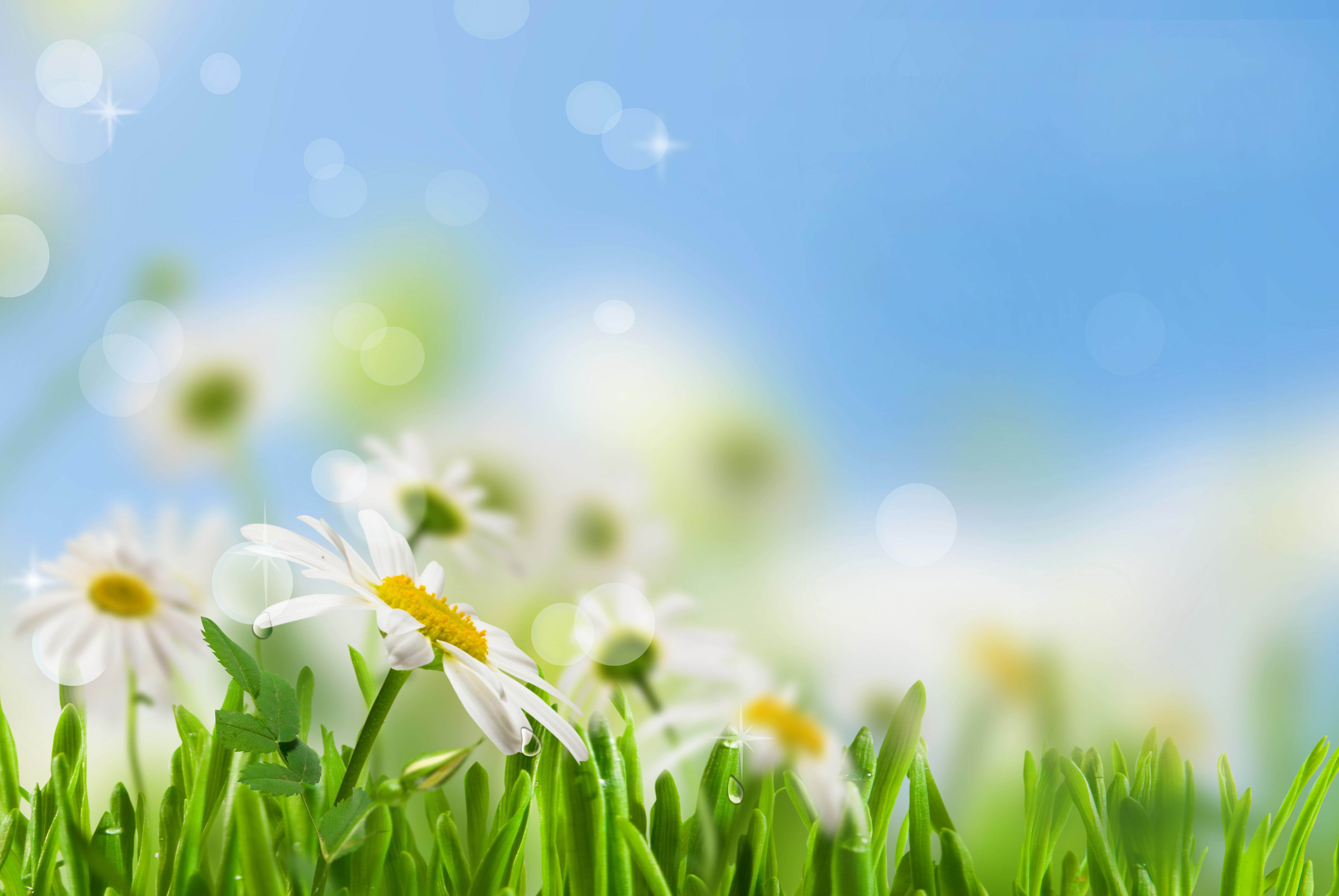 summer, outdoors, backgrounds, day, 8K, defocused, nature, the sky, sky, color Image, bright, beauty In Nature, blue, meadow, idyllic, copy Space, sun, HD Wallpaper