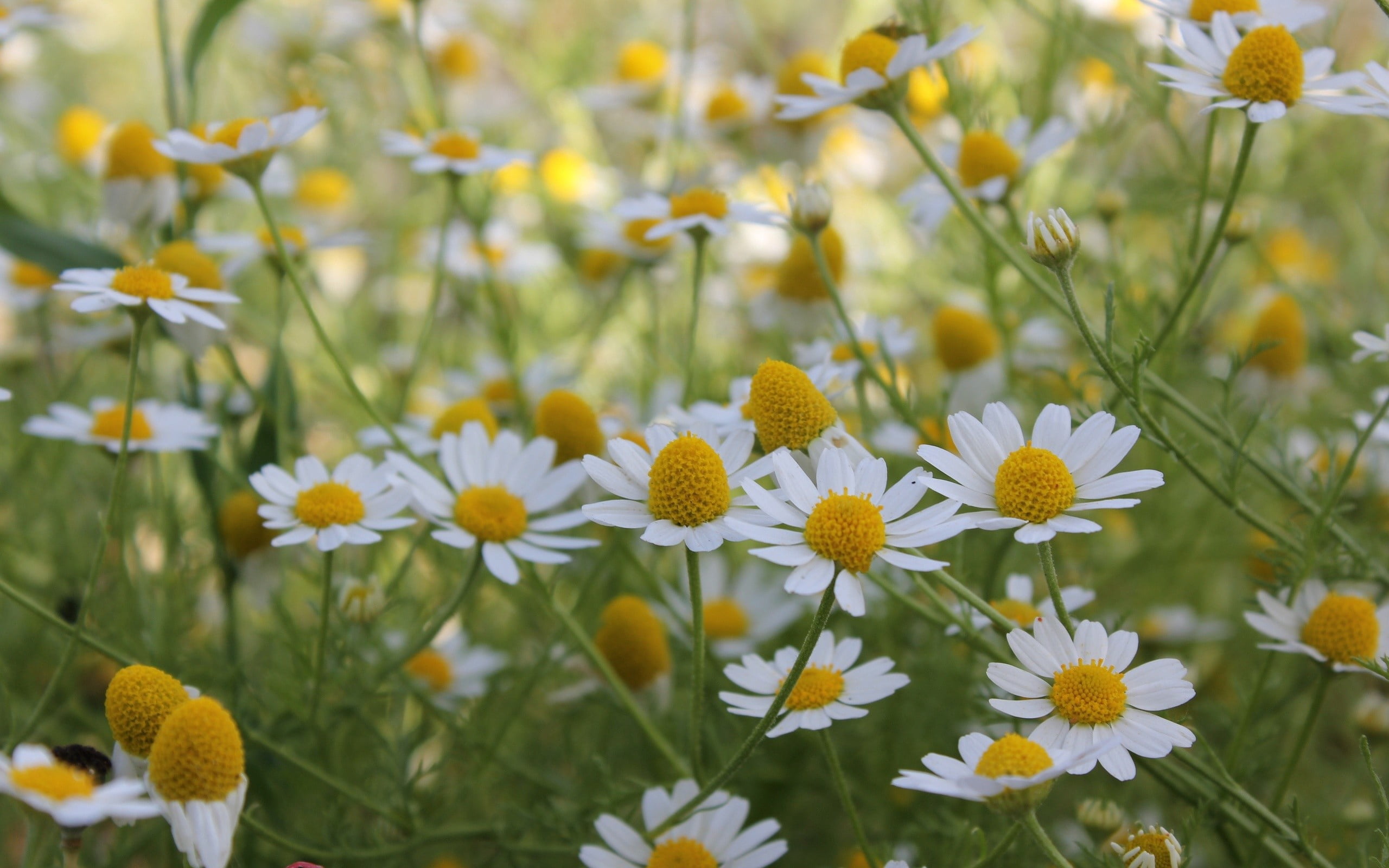 nature, land, day, botany, backgrounds, flower Head, springtime, multi Colored, white, beauty In Nature, season, flower, summer, chamomile Plant, leaf, HD Wallpaper