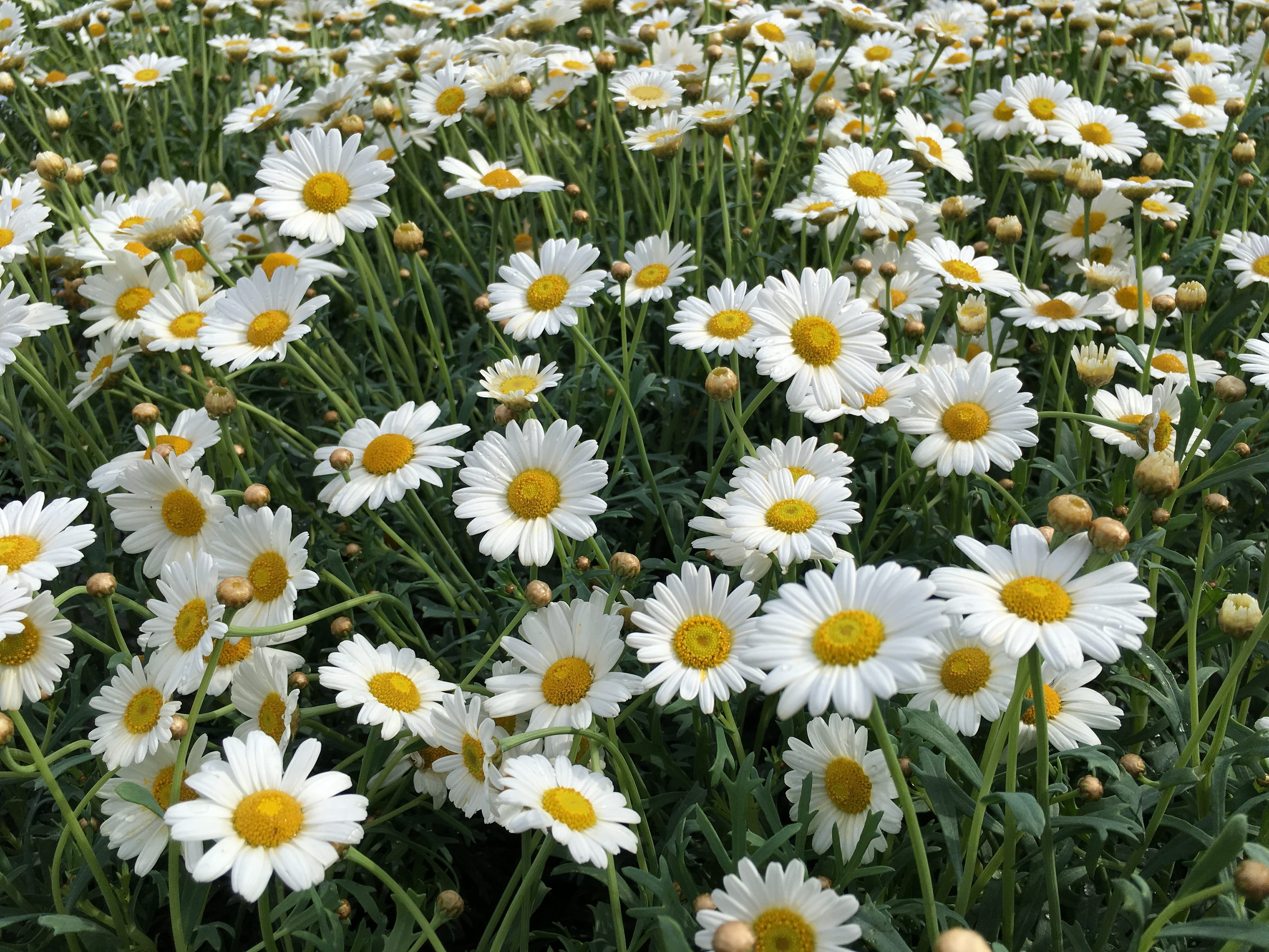 high angle view, flower, blossom, white color, summer, spring, sun, green, nature, springtime, flower head, growth, beauty in nature, floral, garden, beauty, HD Wallpaper