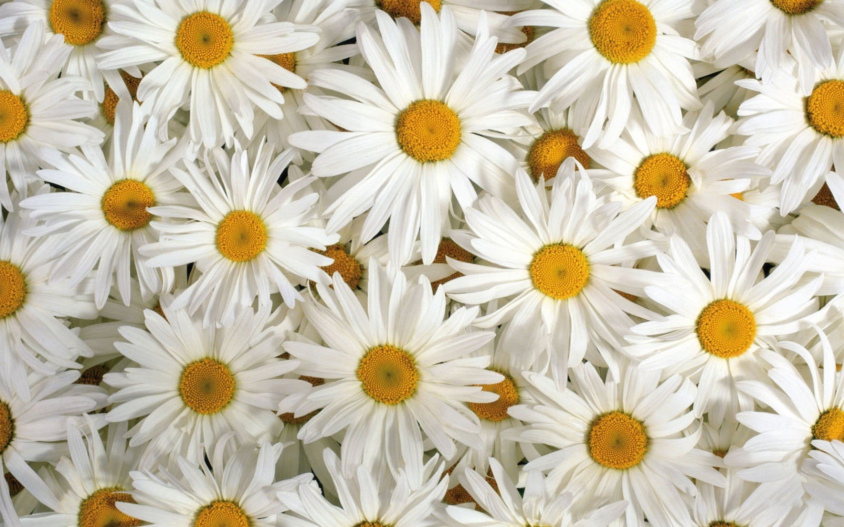 springtime, nature, green Color, 720P, lot, backgrounds, beauty In Nature, close-up, outdoors, bouquet, blossom, no People, fragility, white, chrysanthemum, HD Wallpaper