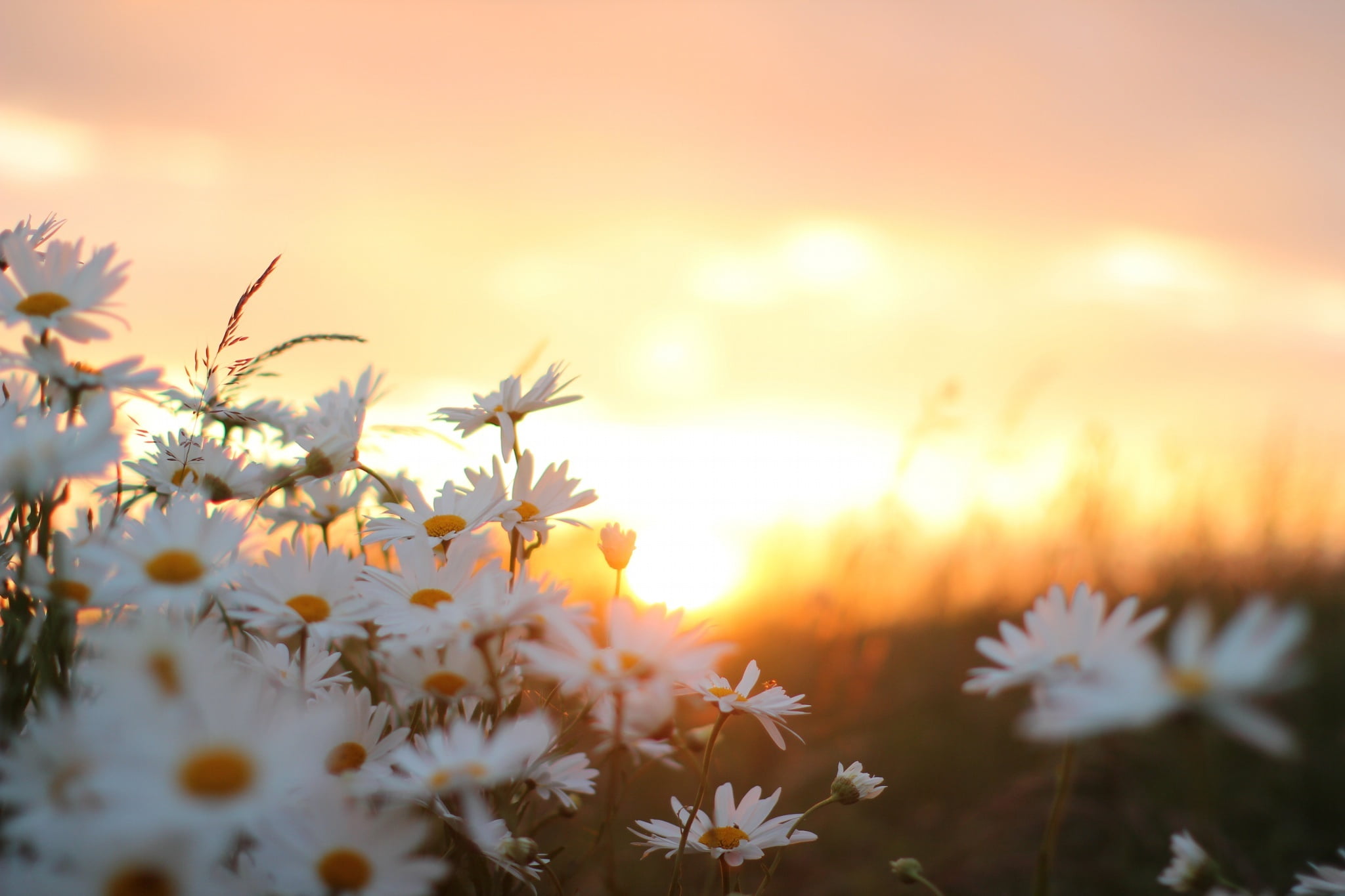 petaled, sunbeam, meadow, sunny, non-Urban Scene, tranquility, sky, rural Scene, summer, selective focus, vulnerability, yellow, blue, grass, springtime, HD Wallpaper