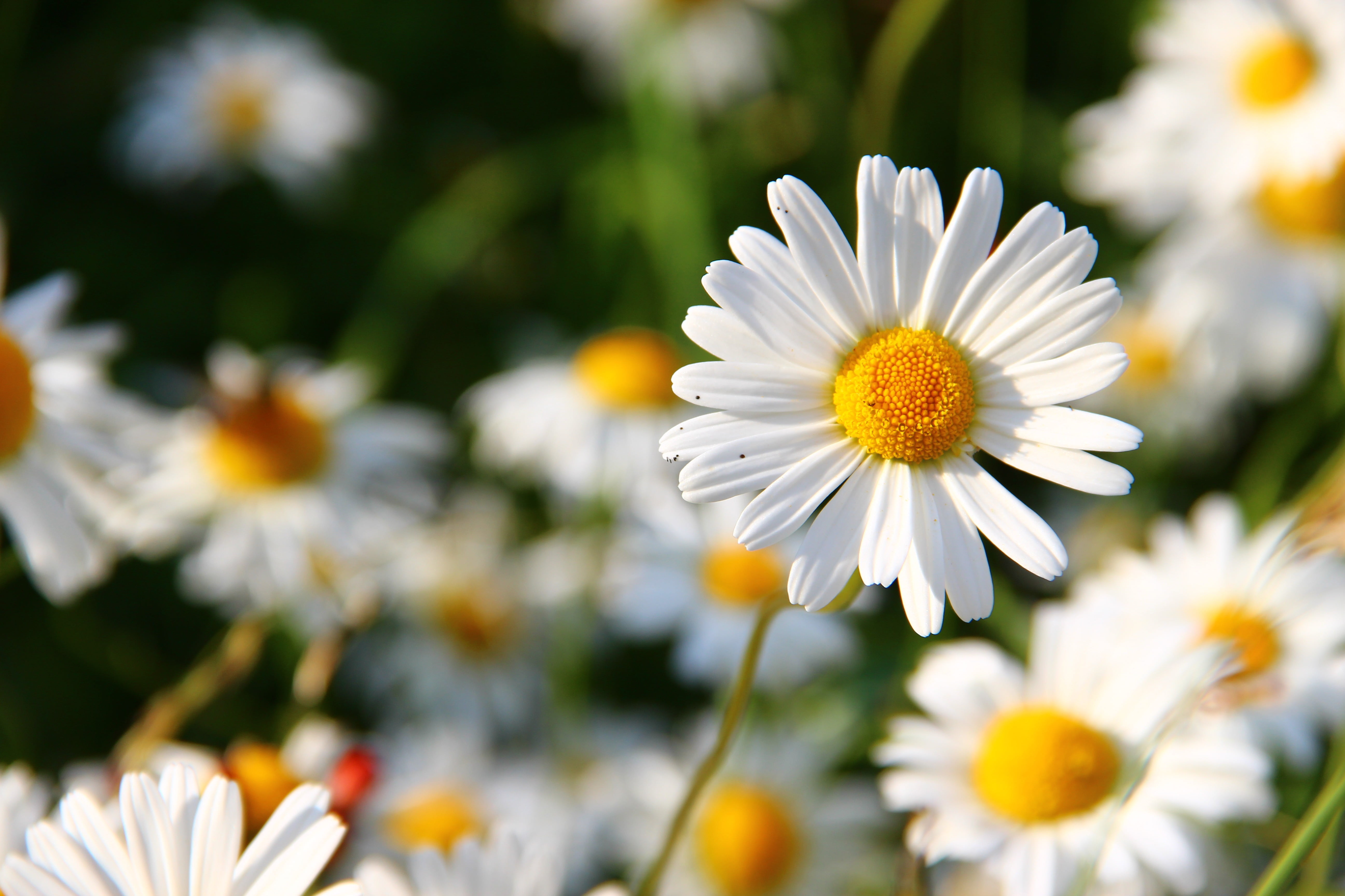flower, growth, day, plant, chamomile Plant, white color, meadow, daisies, beauty In Nature, vibrant Color, marguerite, chamomile, blossom, close-up, field, HD Wallpaper
