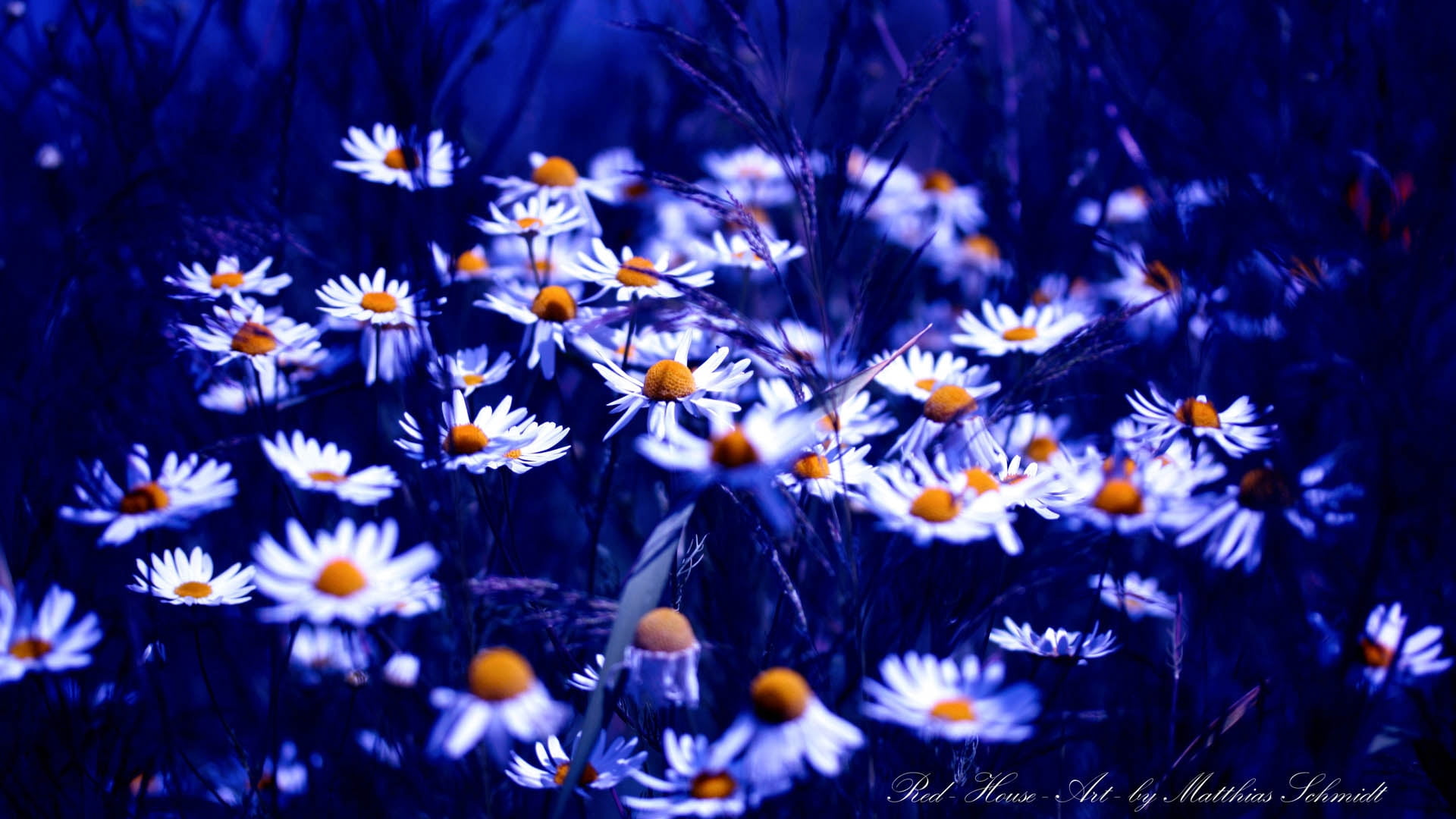 daisies, bright, beauty, flowers, herb, plant, 1080P, green Color, flower, vibrant Color, sunlight, daisy, blue, nature, petaled, pollen, freshness, HD Wallpaper