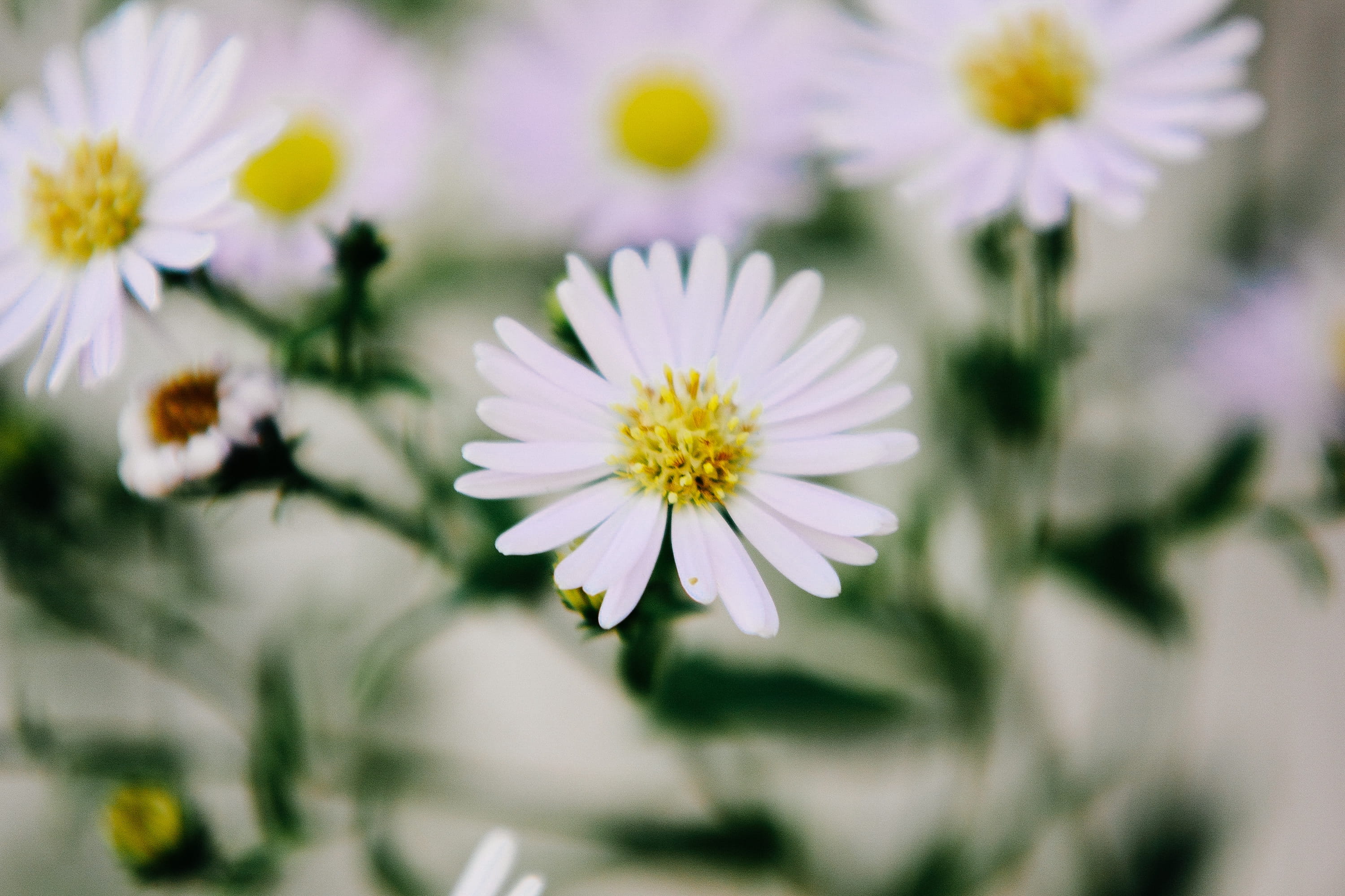 White, daisy, flower, 2K, summer, fragility, focus on foreground, petal, Closeup, white color, freshness, Flowers, flower head, chamomile Plant, springtime, HD Wallpaper